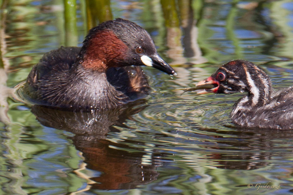 Canon EOS-1D Mark IV + Canon EF 200mm F2.8L II USM sample photo. Dabchick with tilapia web photography