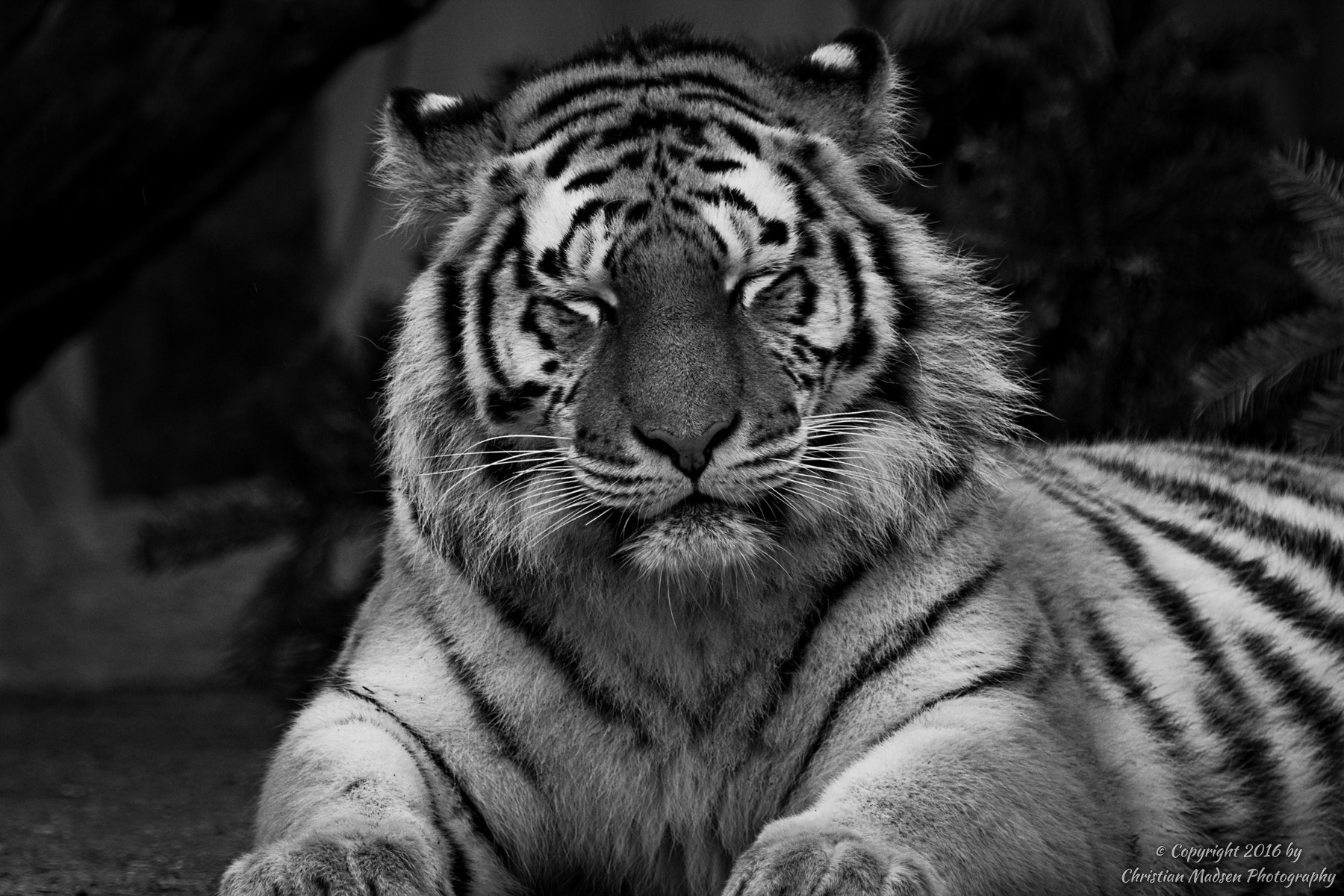Canon EF 70-200mm F2.8L IS II USM sample photo. Resting amur tiger in black and white photography