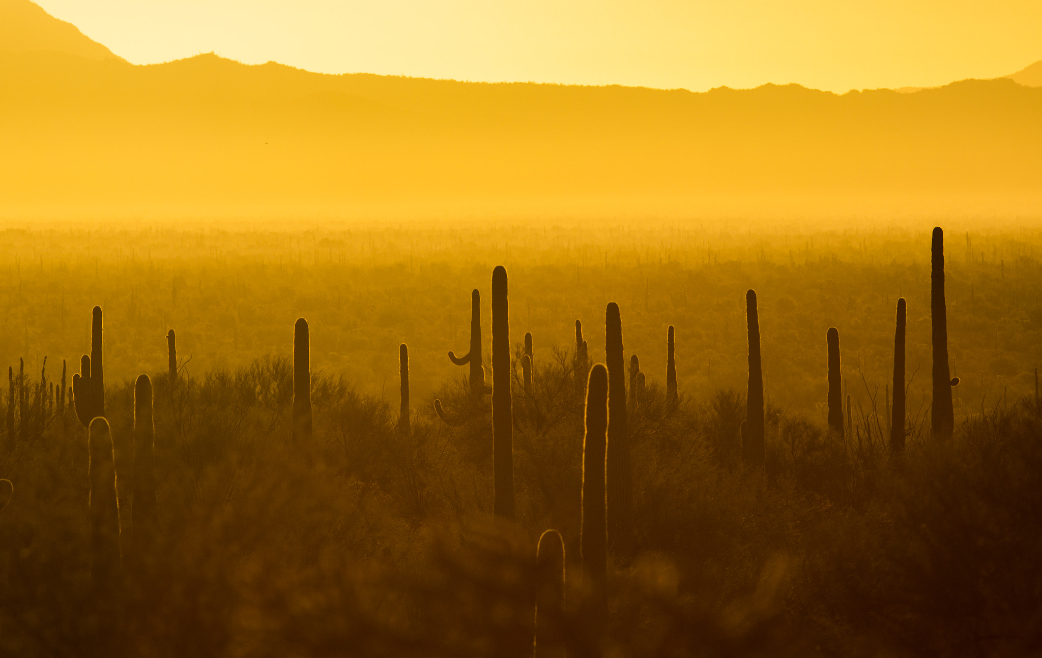Canon EF 300mm F4L IS USM sample photo. Cactus sunrise photography