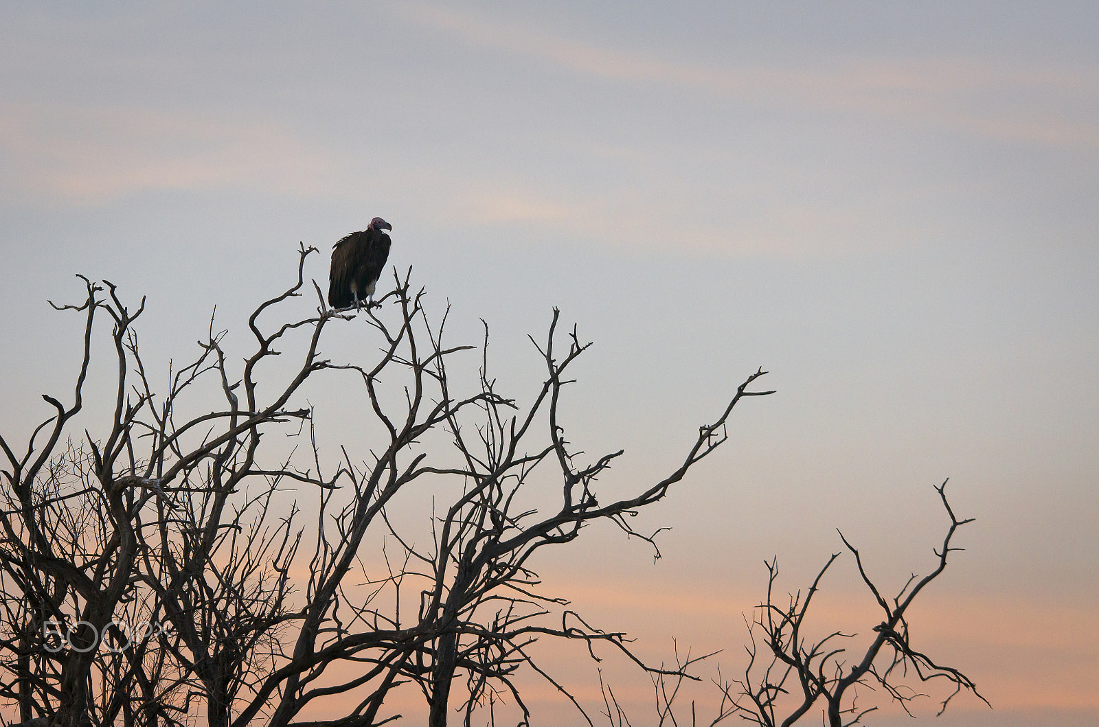 Tamron 80-300mm F3.5-6.3 sample photo. Kenya - vautour oricou ii photography