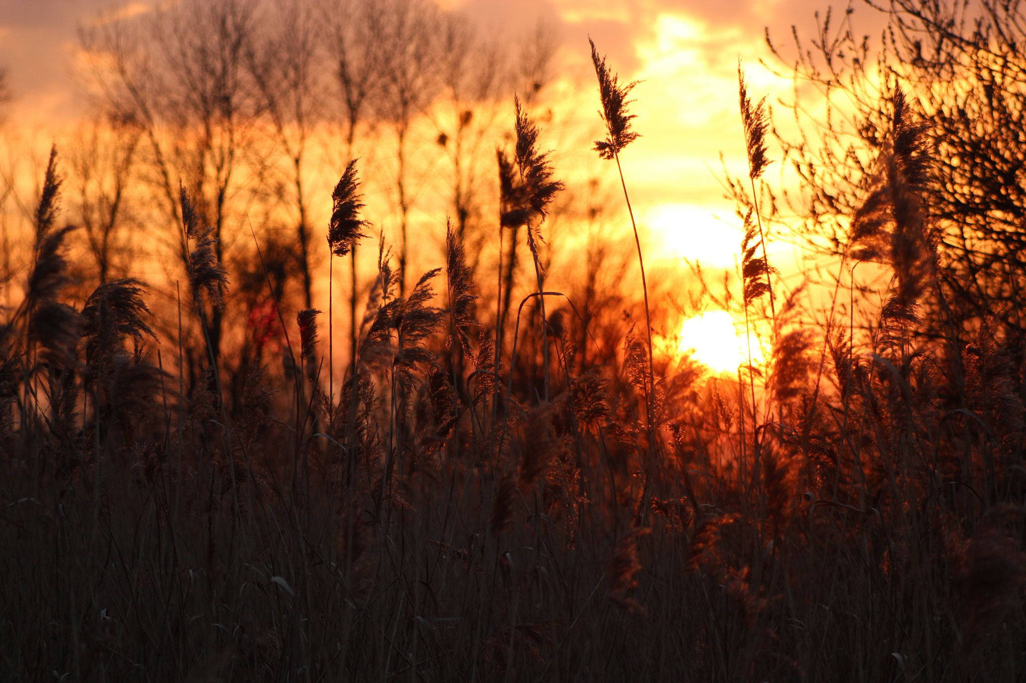 Canon EF 80-200mm F4.5-5.6 II sample photo. Sunset photography