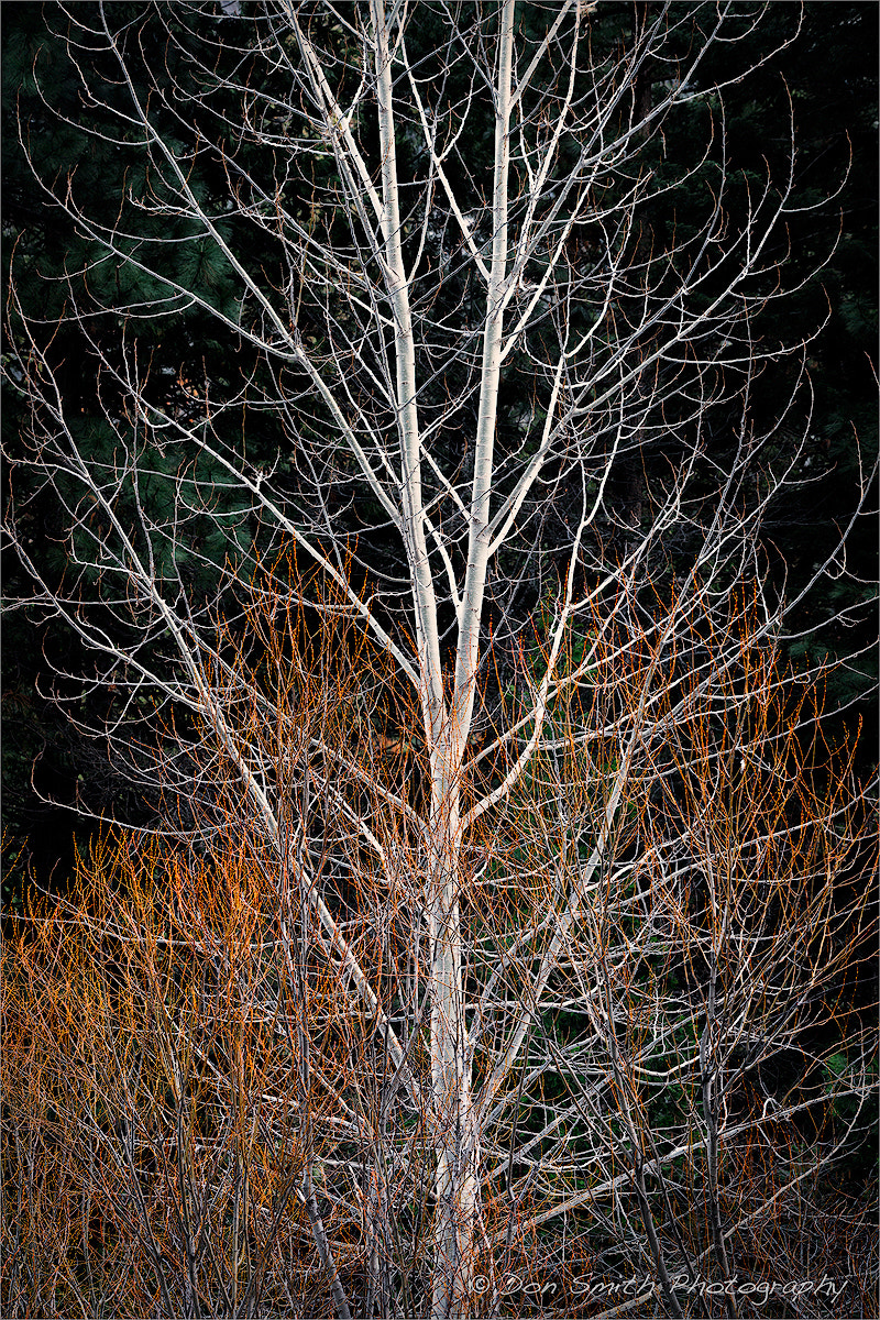 Sigma 150-600mm F5-6.3 DG OS HSM | C sample photo. Cottonwood and creek dogwood photography