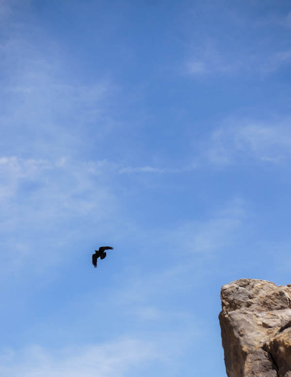 Sony E 55-210mm F4.5-6.3 OSS sample photo. Desert crow photography