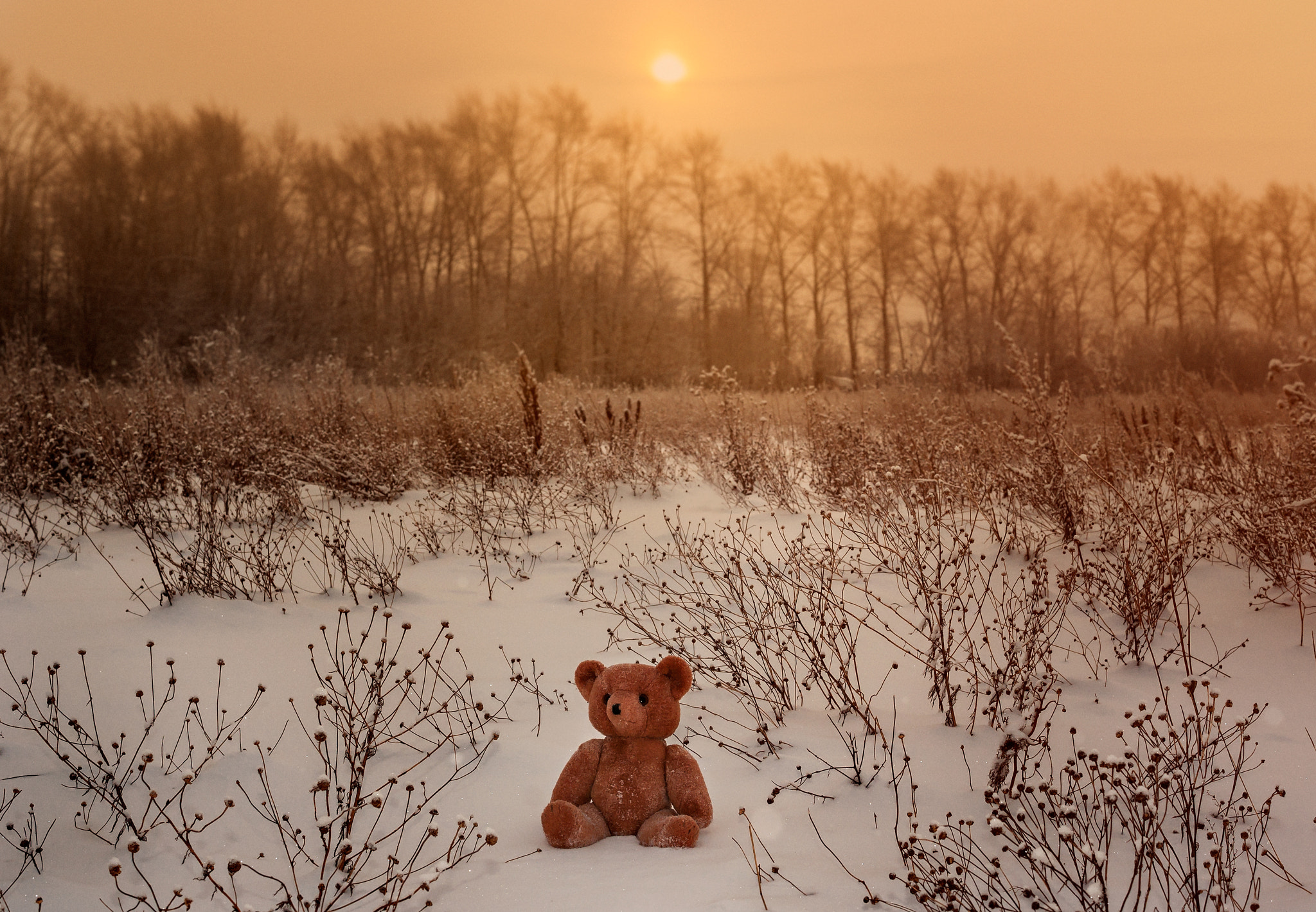 Sony Alpha DSLR-A700 + Sony DT 35mm F1.8 SAM sample photo. Bear in the sun photography