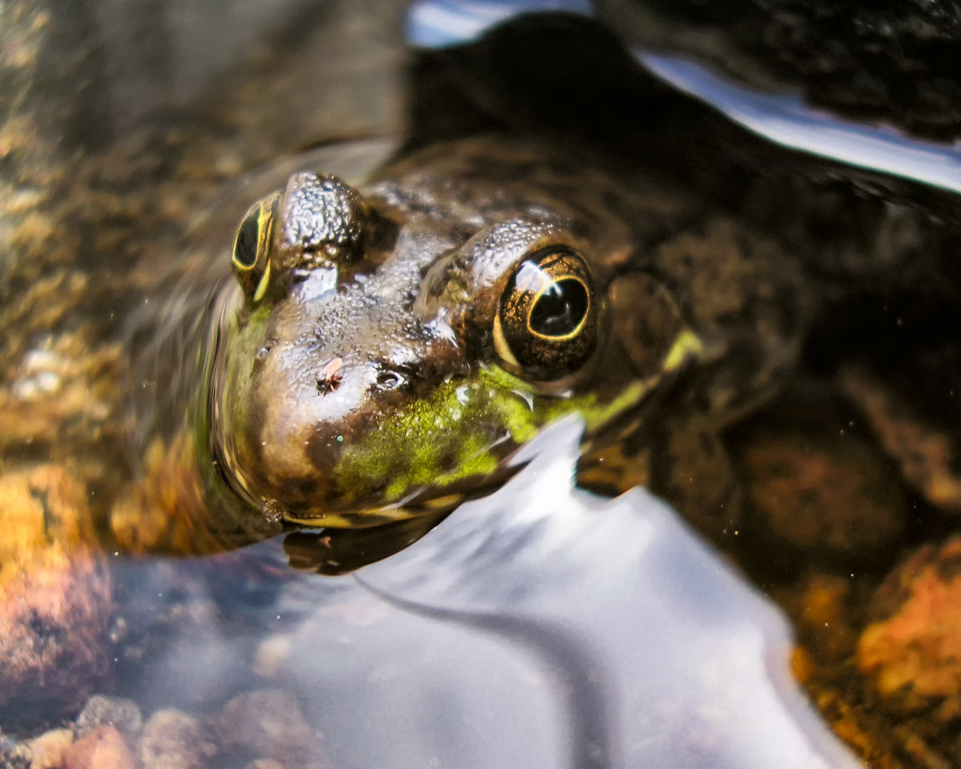 Olympus D555Z,C315Z sample photo. Amphibian and insect photography
