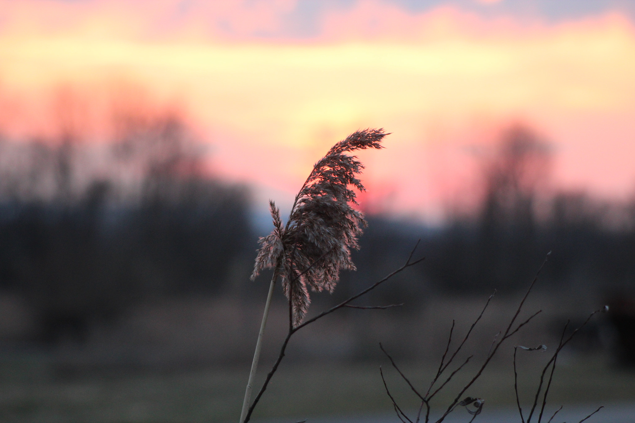 Canon EF 80-200mm F4.5-5.6 II sample photo. Reed in the sundown photography