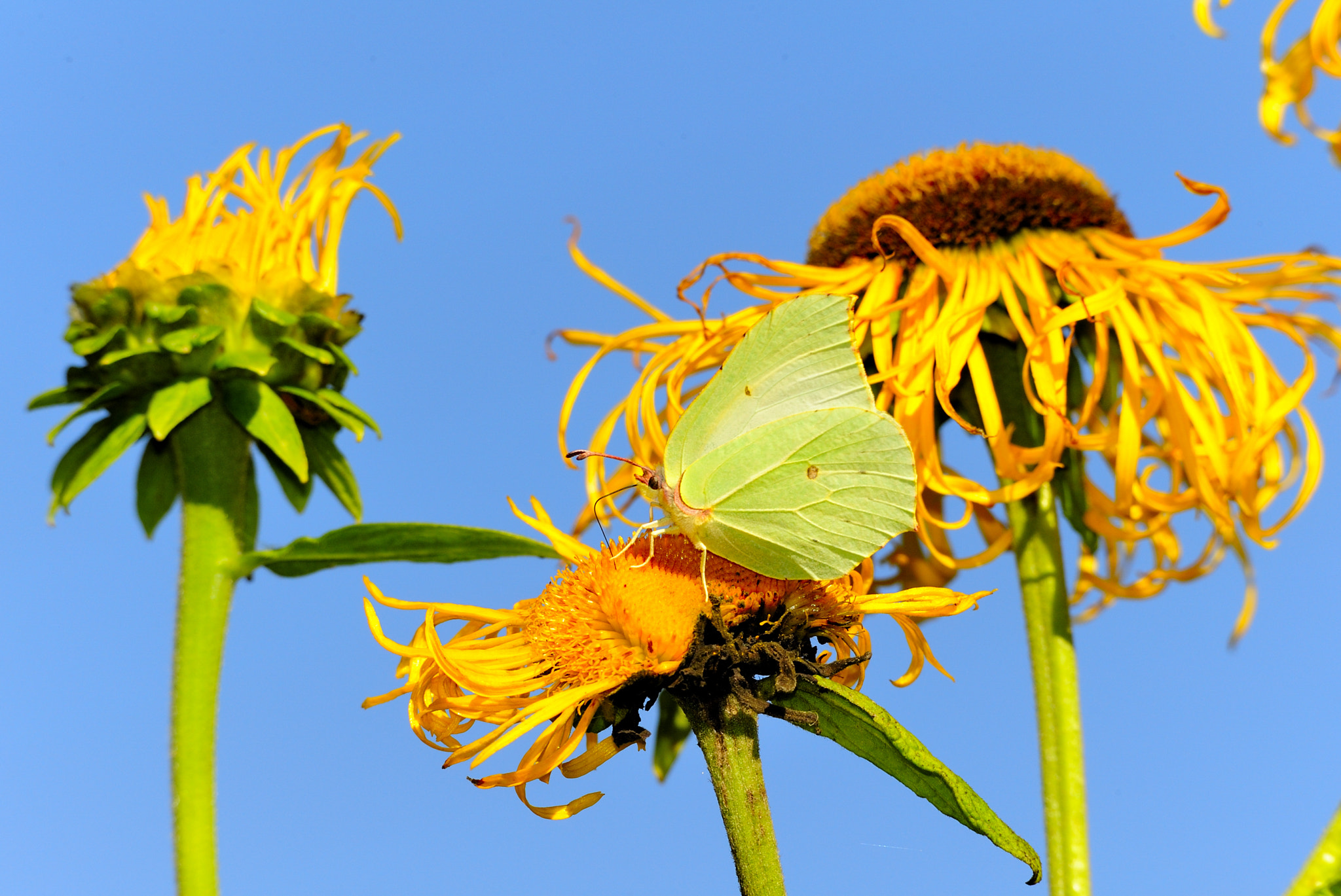 Sigma 120-400mm F4.5-5.6 DG OS HSM sample photo. Yellows photography