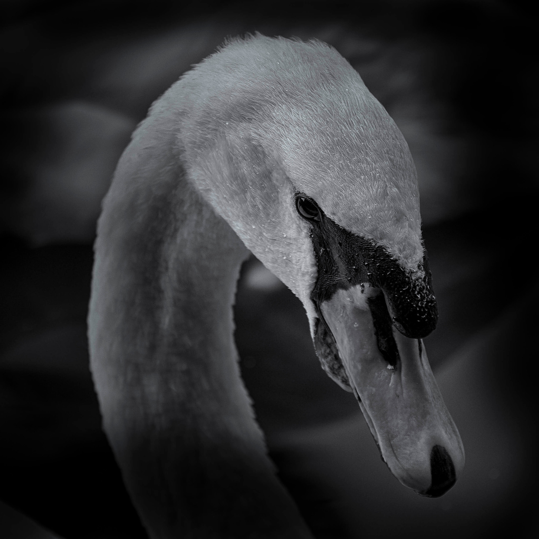 Pentax K10D sample photo. Swan photography