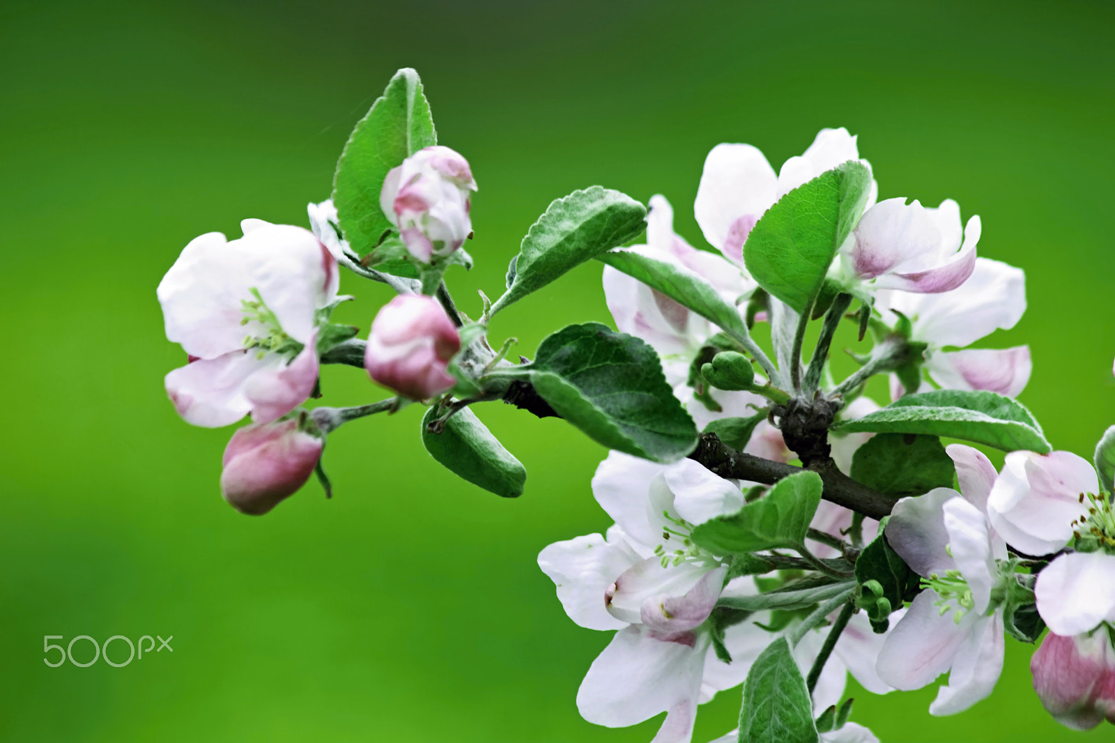 70.00 - 300.00 mm sample photo. Springtime green photography