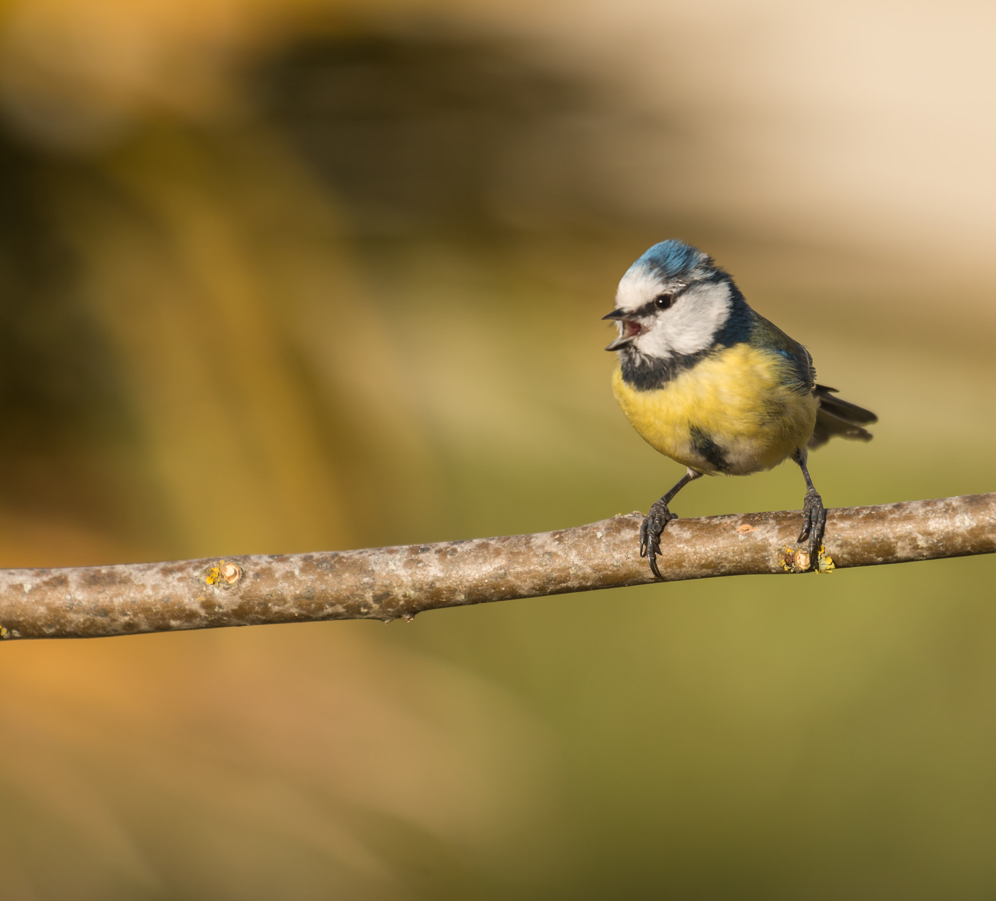 Canon EOS 70D + Canon EF 70-200mm F2.8L USM sample photo. Mésange-tit photography