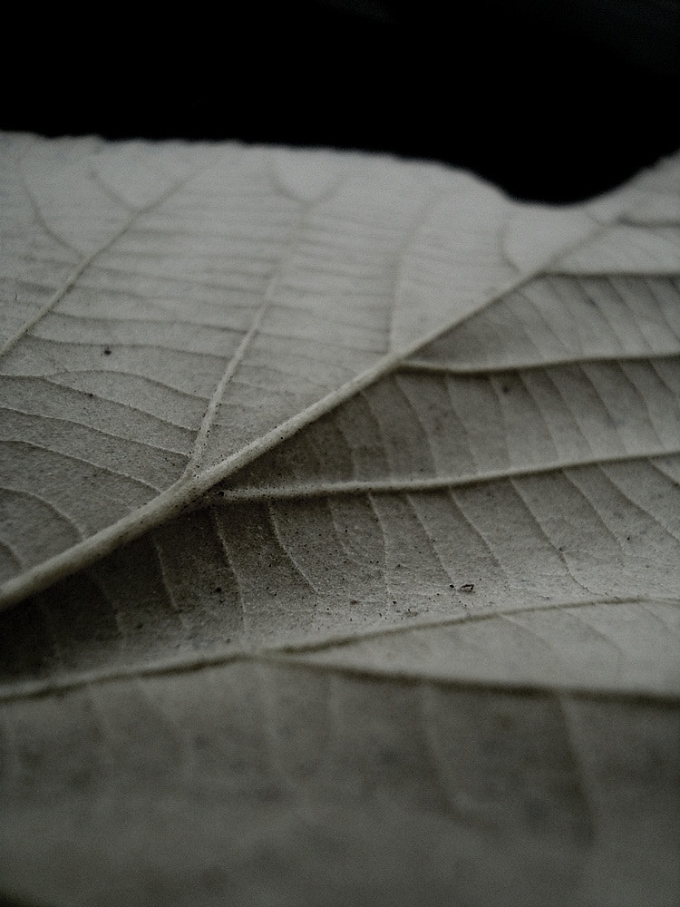 Sony DSC-W115 sample photo. Nature veins photography