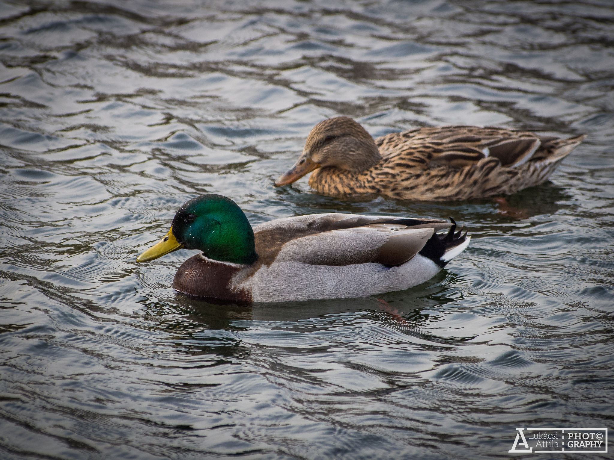 Olympus Zuiko Digital ED 70-300mm F4.0-5.6 sample photo. Mr. and mrs. photography
