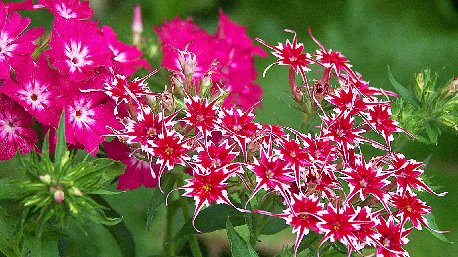 KONICA MINOLTA DiMAGE A2 sample photo. I love this flower mix, beautiful colors and shapes. i try to grow some every year. photography