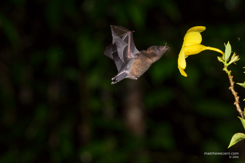Canon EF 300mm F2.8L IS II USM sample photo. Nectar eating leaf-nosed bat photography