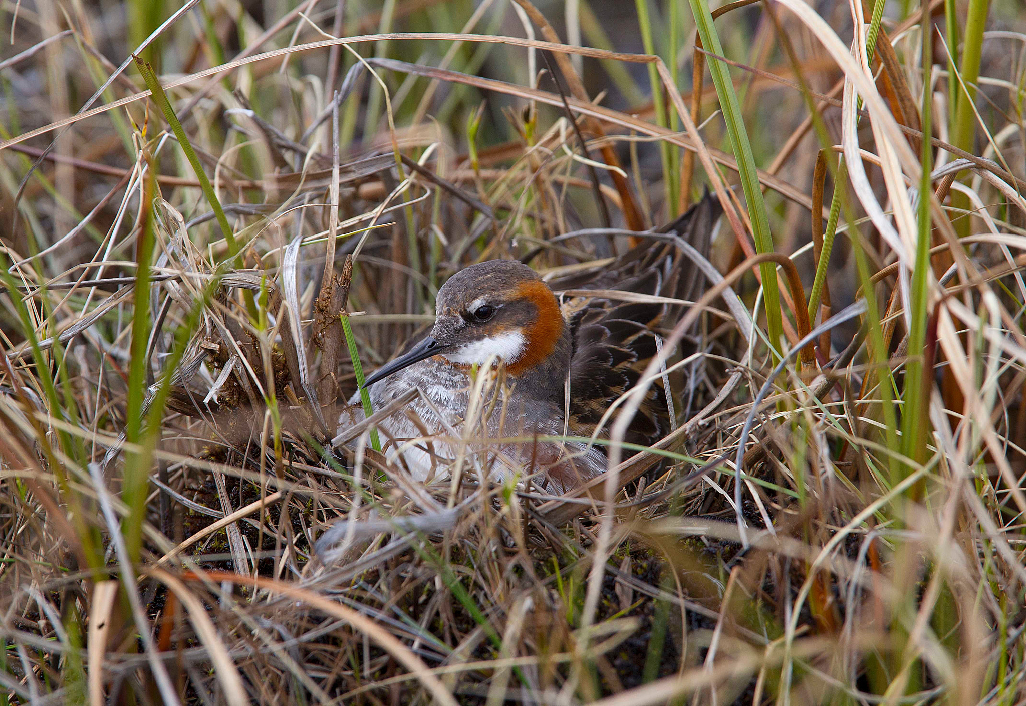 Canon EF 300mm F2.8L IS USM sample photo. Male red necked phalarope incubating eggs, lapland, finland photography