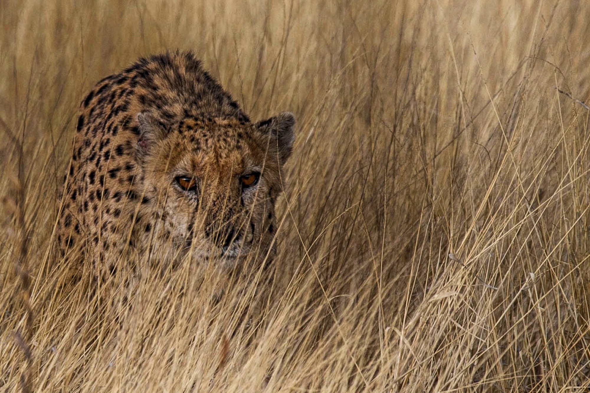 Nikon D3S sample photo. Cheetah photography