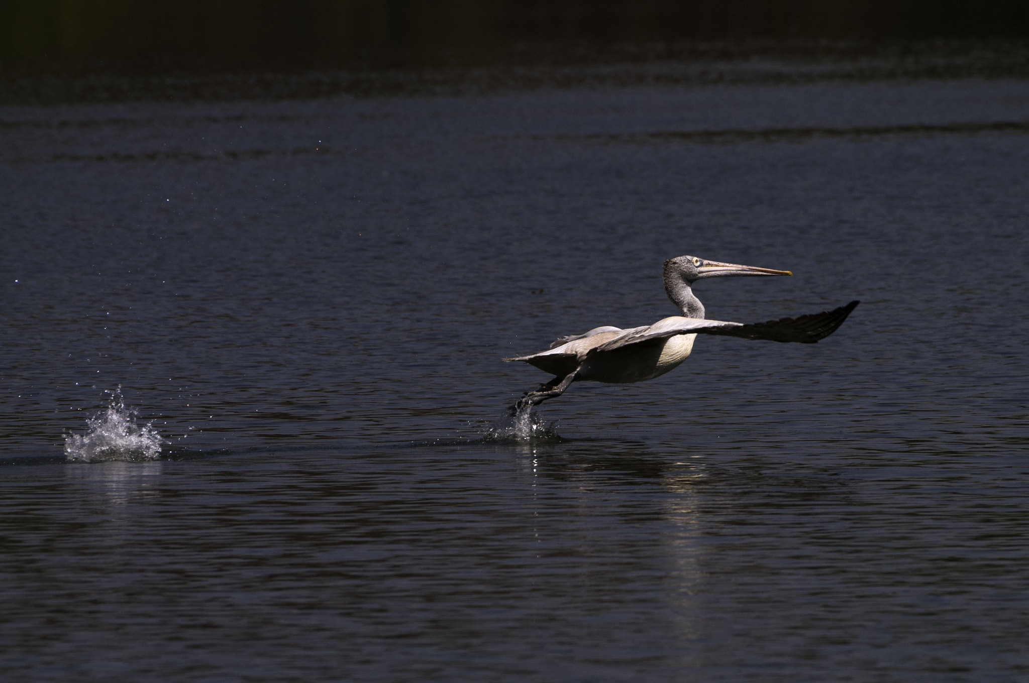 Nikon AF-S Nikkor 200-500mm F5.6E ED VR sample photo. Spot -billed pelican photography