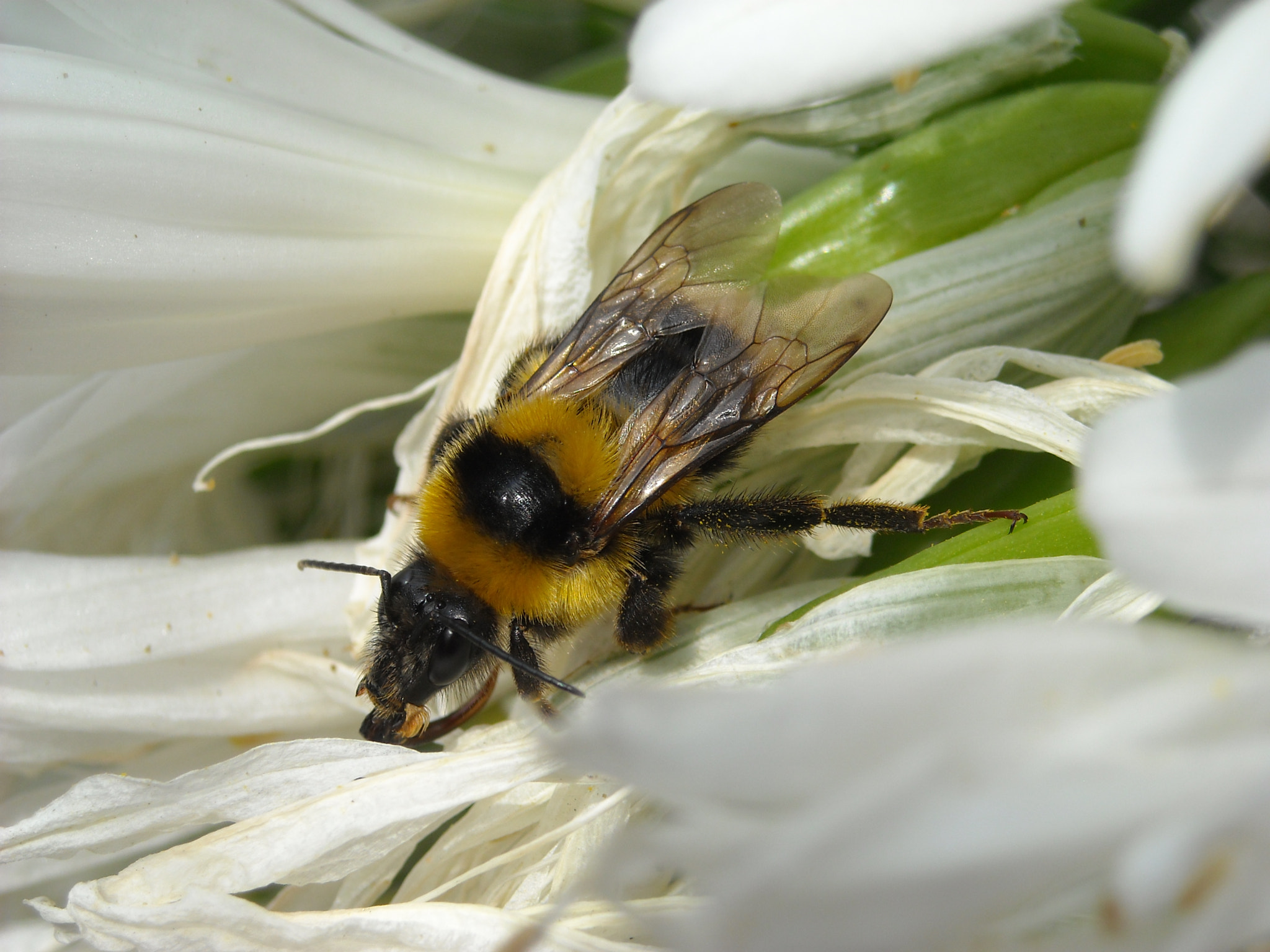 Nikon Coolpix L18 sample photo. Bee photography