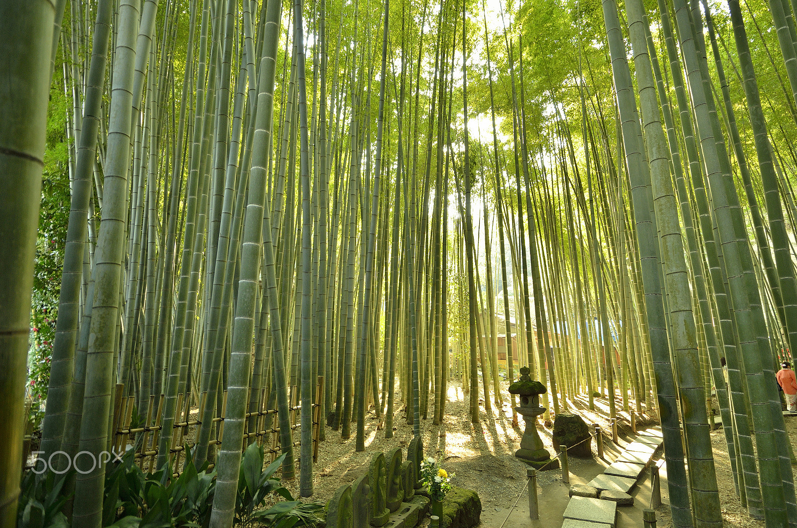 Nikon D5100 + Tokina AT-X Pro 12-24mm F4 (IF) DX sample photo. Bamboo temple in kamakura photography