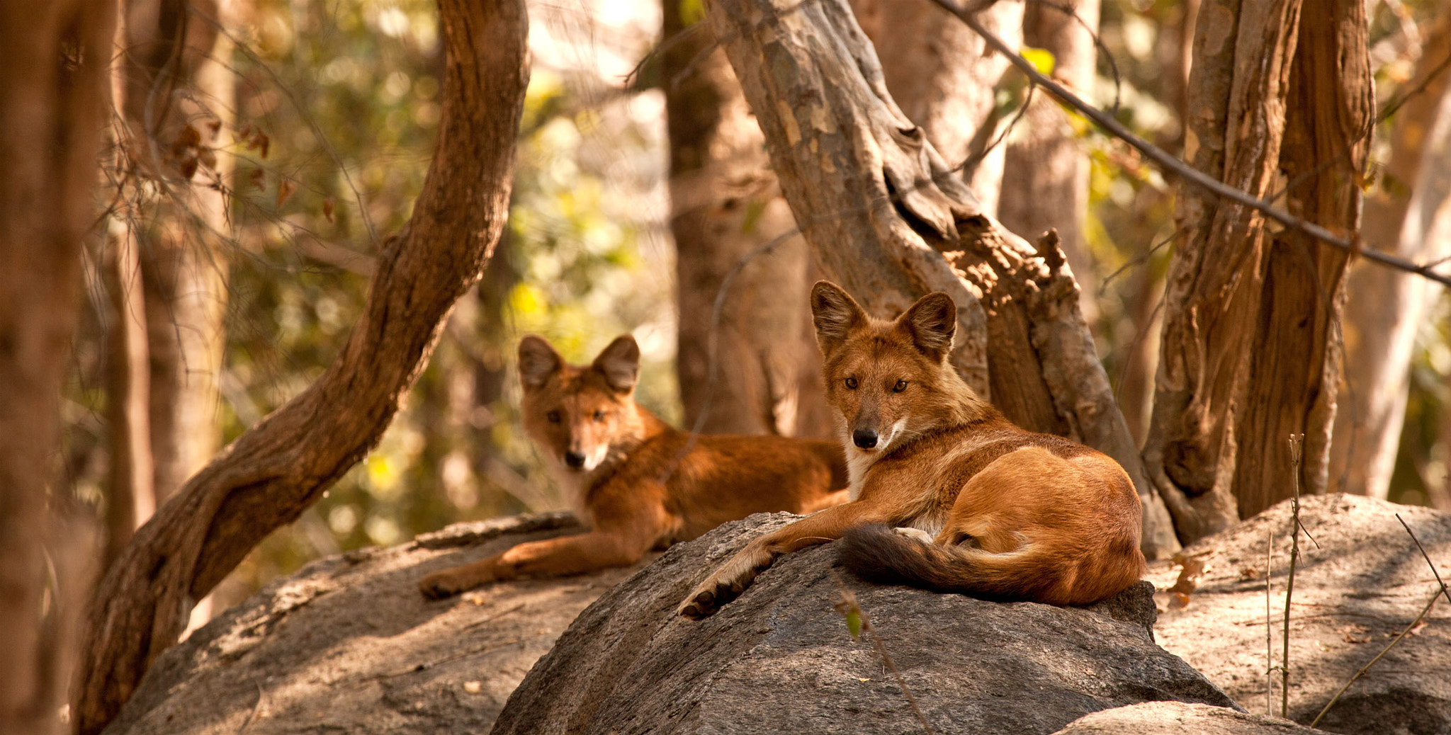 Canon EF 100-400mm F4.5-5.6L IS USM sample photo. I am wild  photography