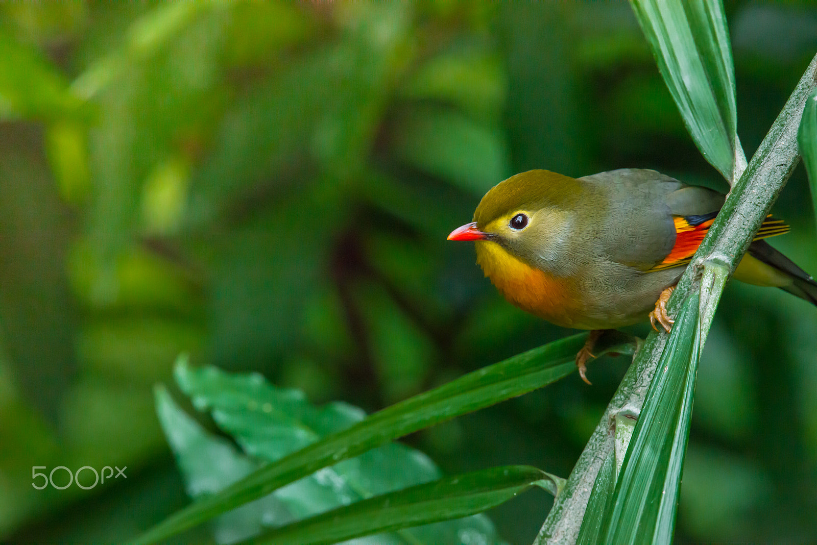 Nikon AF-S Nikkor 200-500mm F5.6E ED VR sample photo. Red-billed leiothrix, chinese nightingale photography