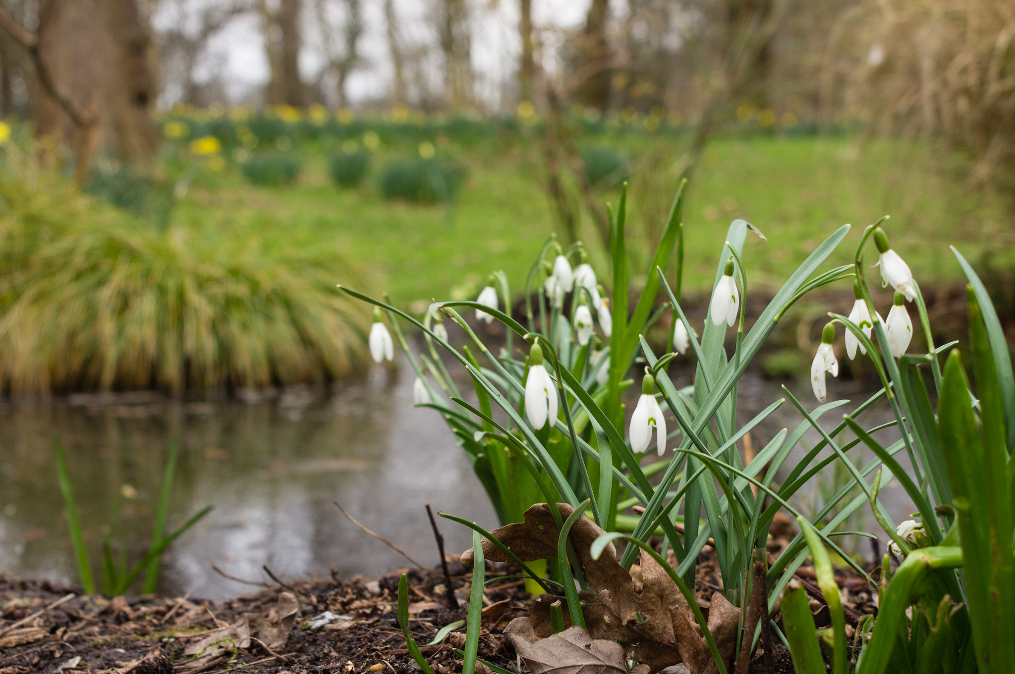Sony SLT-A55 (SLT-A55V) sample photo. Snowdrops, stream, and daffodils photography