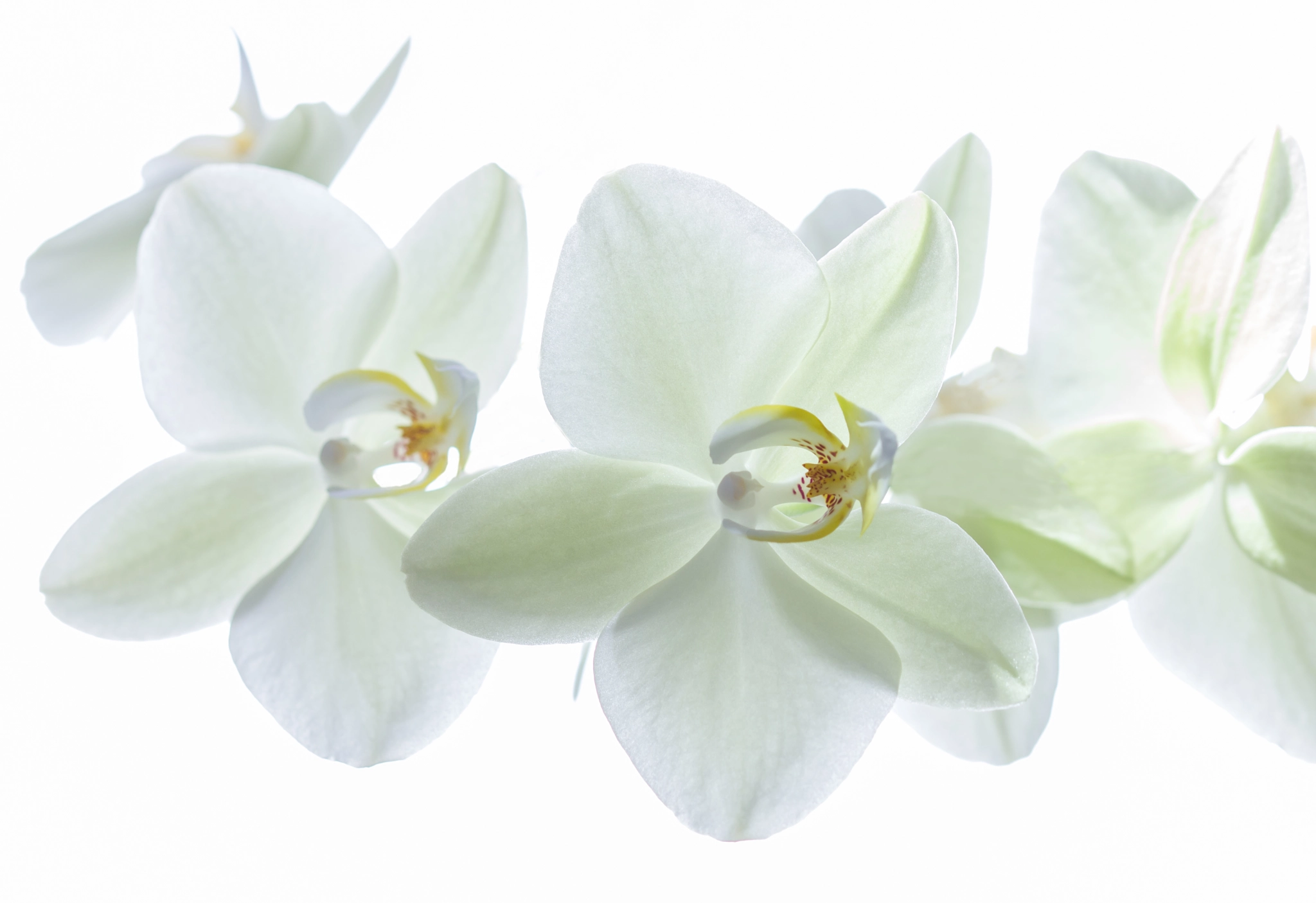 Sigma 105mm F2.8 EX DG OS HSM sample photo. Hey key orchid photography