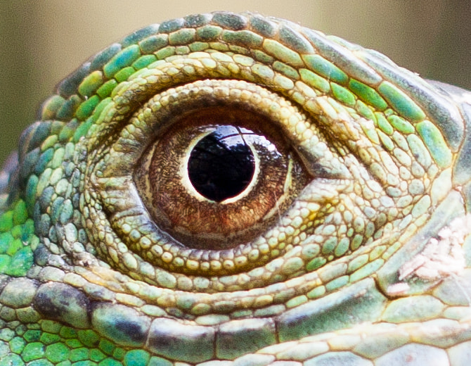 Canon EF 40mm F2.8 STM sample photo. Eye photography