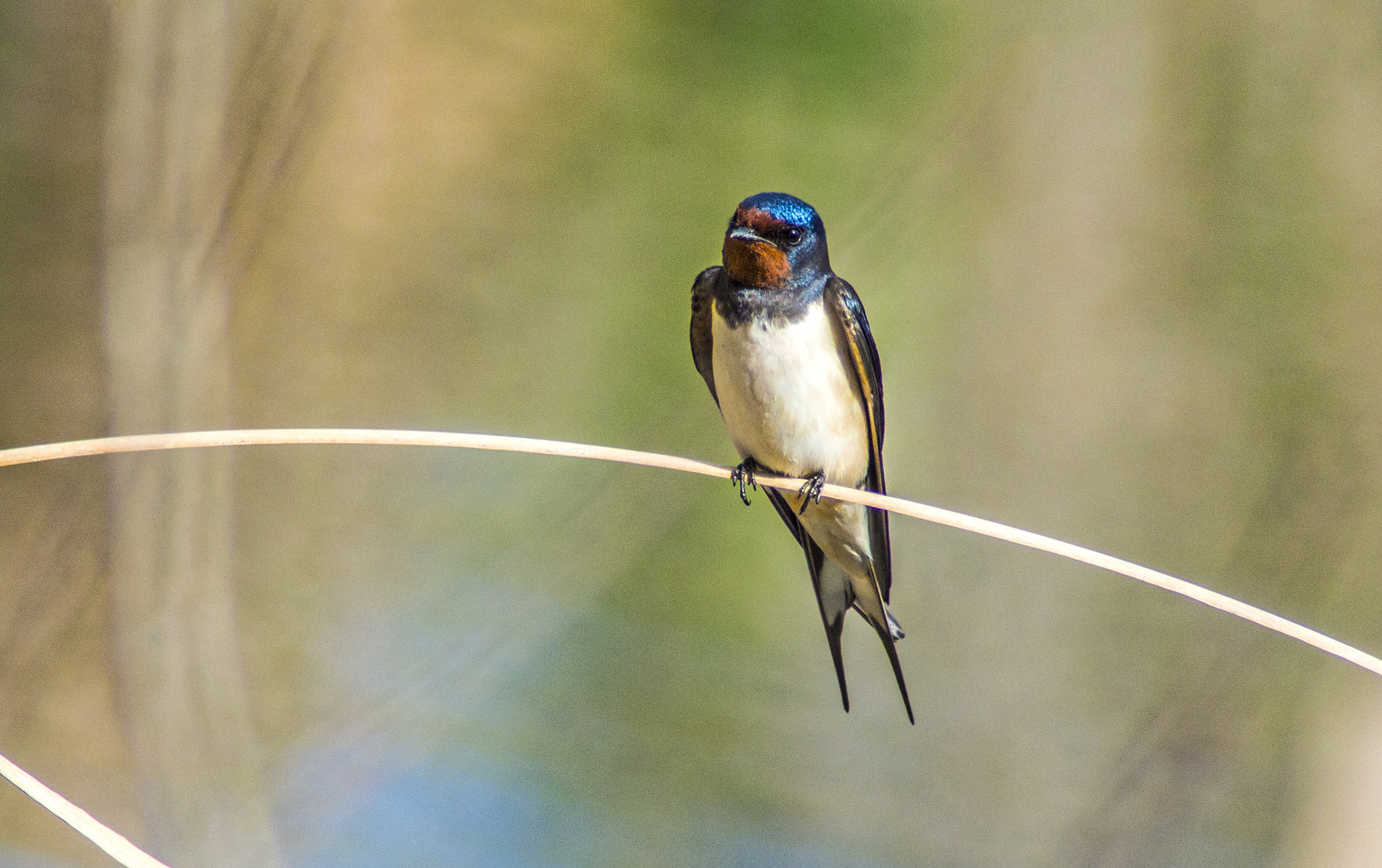 Tamron AF 200-400mm f/5.6 LD IF (75D) sample photo. Golondrina común - barn swallow photography
