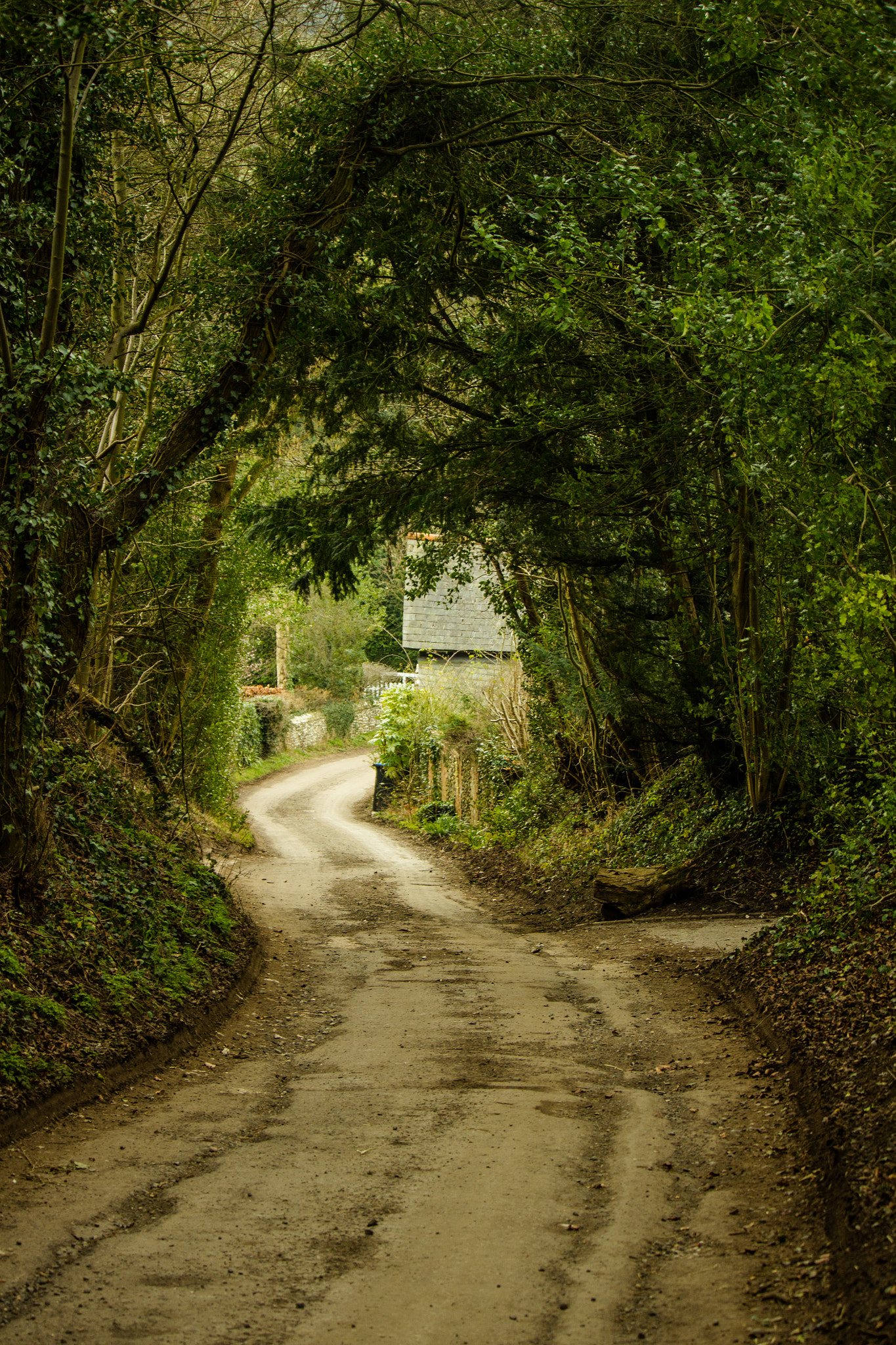 Canon EOS 600D (Rebel EOS T3i / EOS Kiss X5) sample photo. Leafy road photography