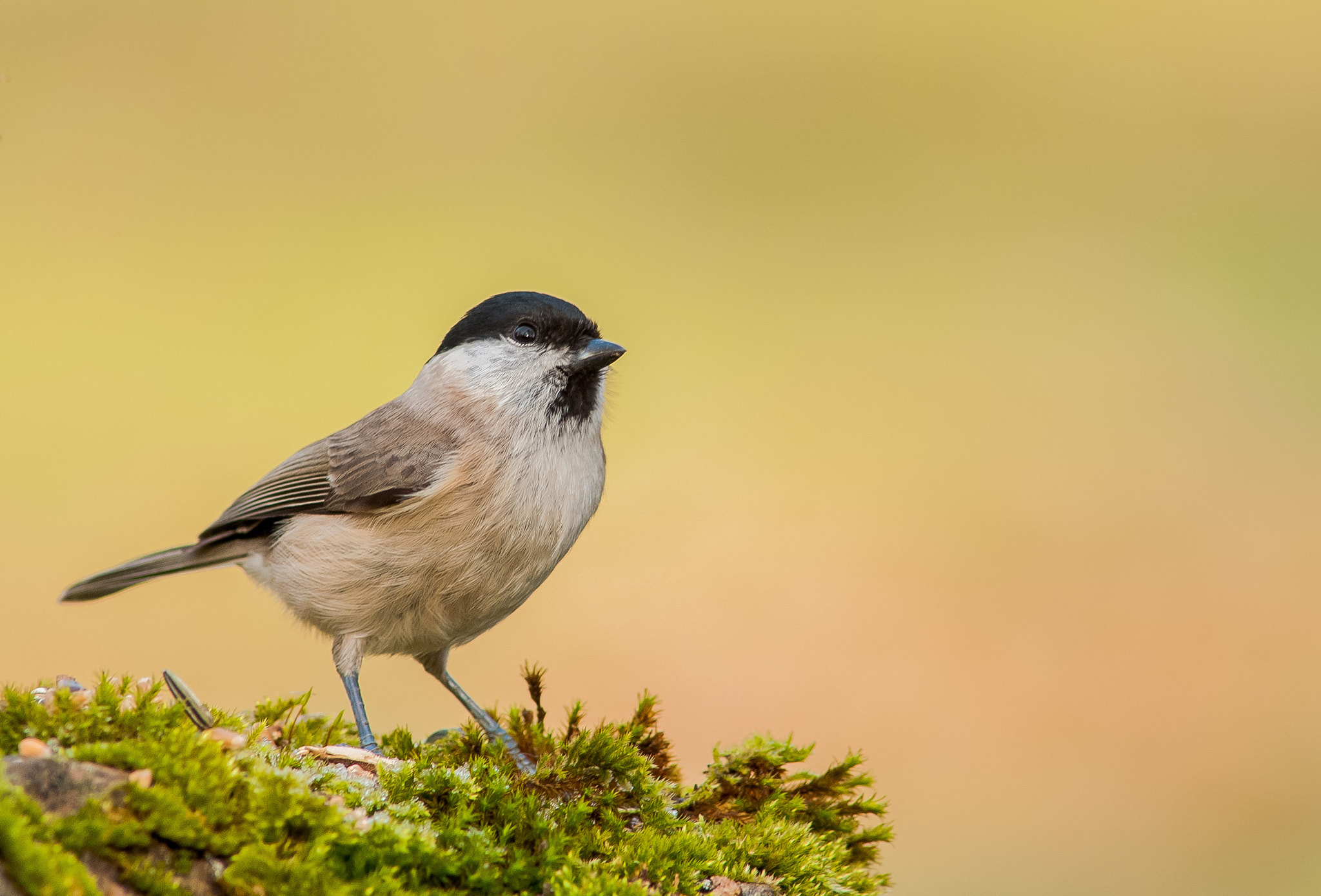 Nikon D300 + AF Nikkor 300mm f/4 IF-ED sample photo. Palustre photography