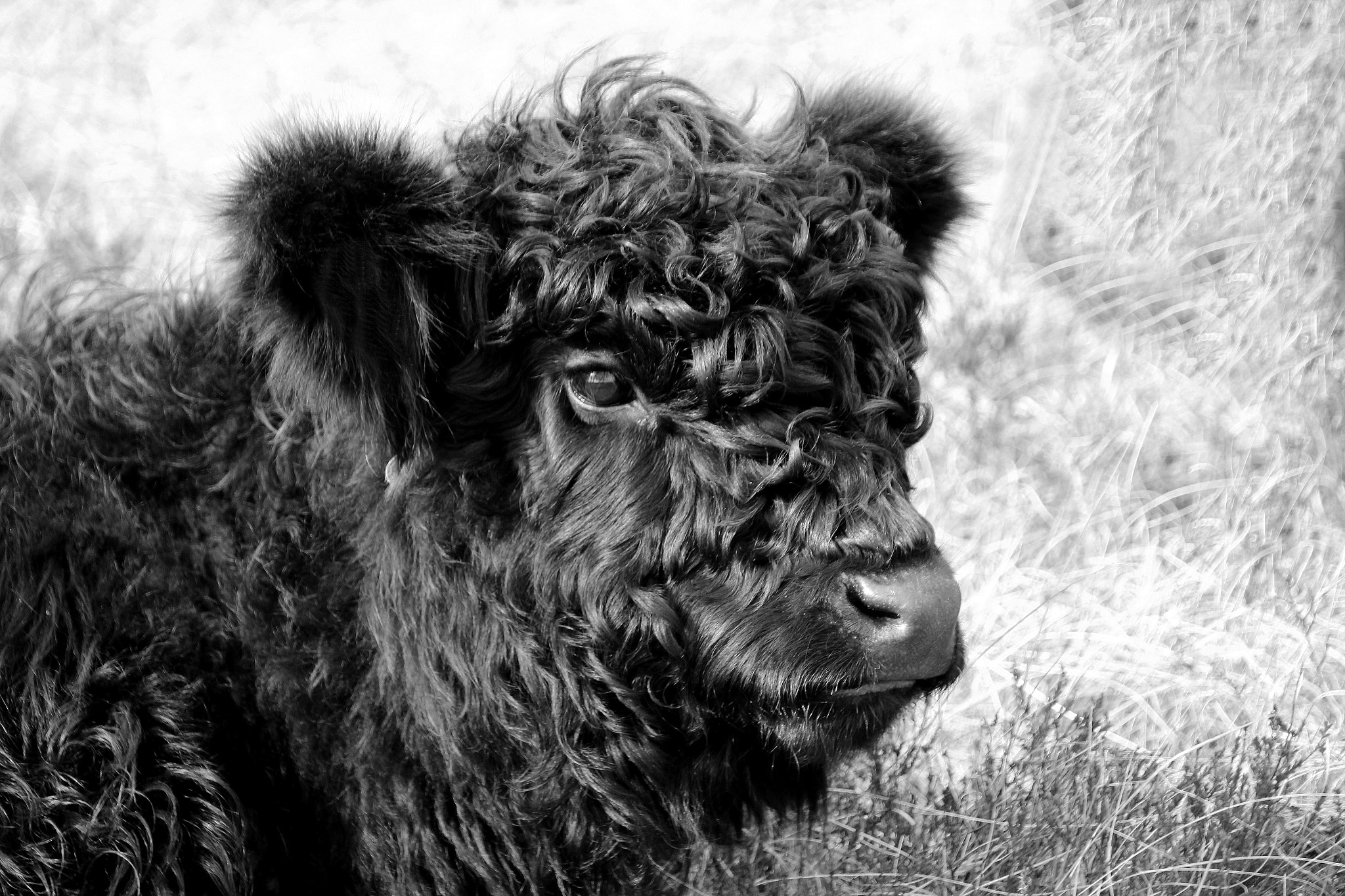 Canon EOS 600D (Rebel EOS T3i / EOS Kiss X5) + Tamron AF 18-270mm F3.5-6.3 Di II VC LD Aspherical (IF) MACRO sample photo. Young galloway calf photography