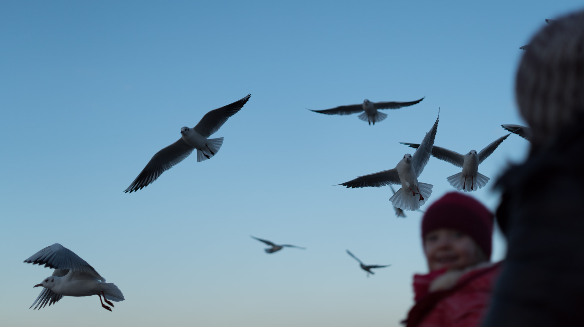 E 50mm F2 sample photo. Funny seagulls photography