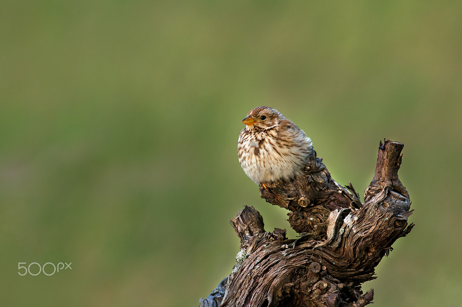 Nikon AF-S Nikkor 300mm F2.8G ED-IF VR sample photo. Corn bunting (emberiza calandra) photography