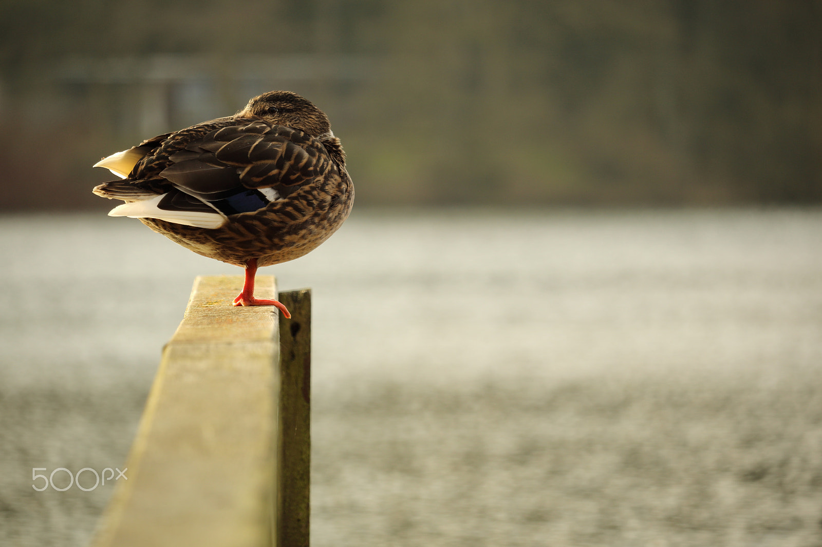 Canon EOS M3 sample photo. Nack_nack.jpg photography