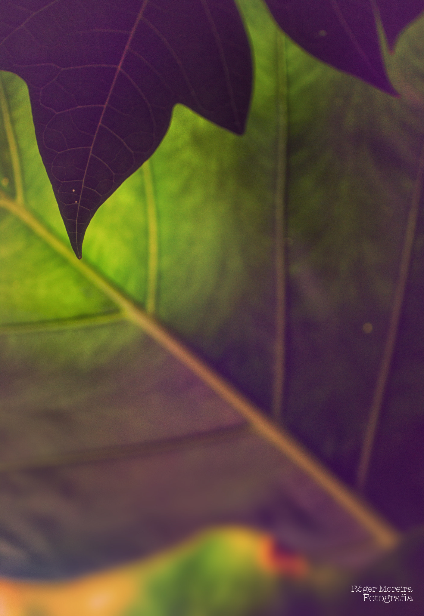 Canon EF 50mm F2.5 Macro sample photo. Conections photography