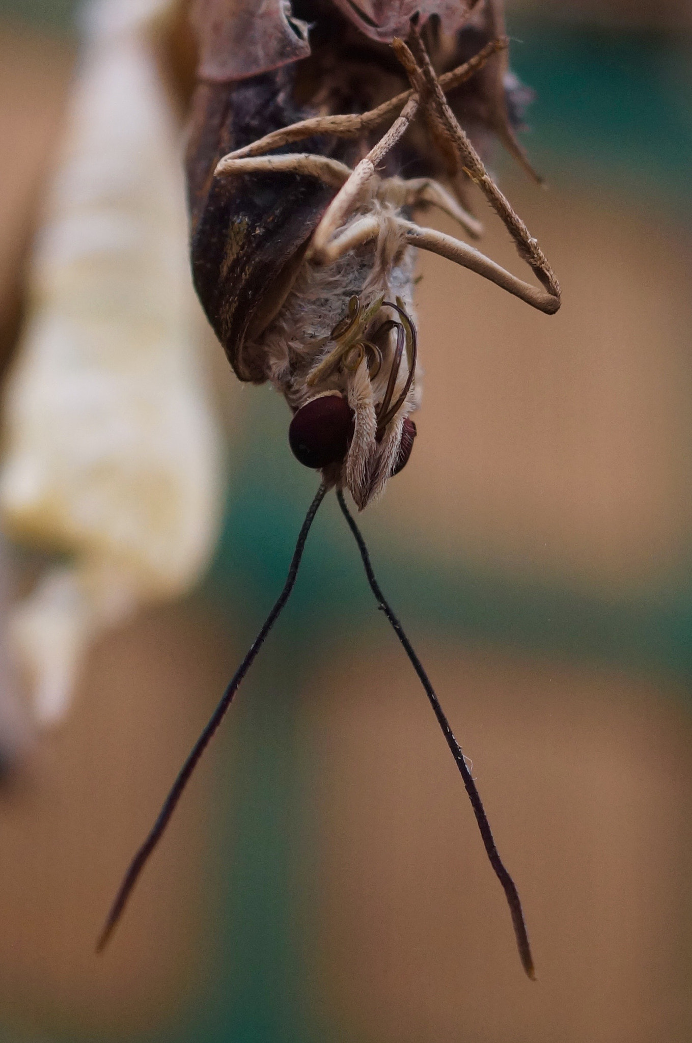 Sony SLT-A58 + Sony DT 30mm F2.8 Macro SAM sample photo. Ready for my close up! photography