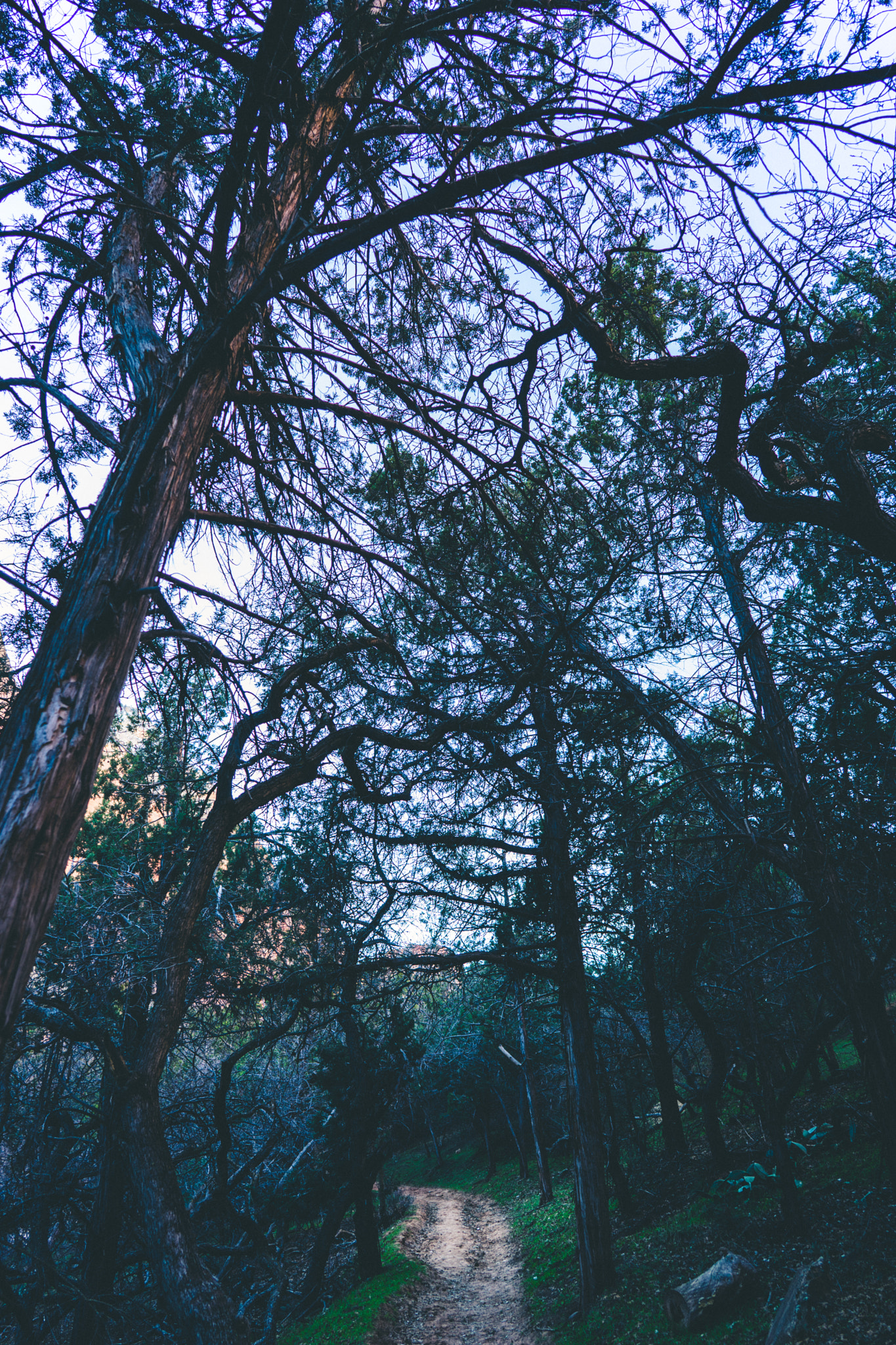 Sony a7 + ZEISS Batis 25mm F2 sample photo. Lone trail photography