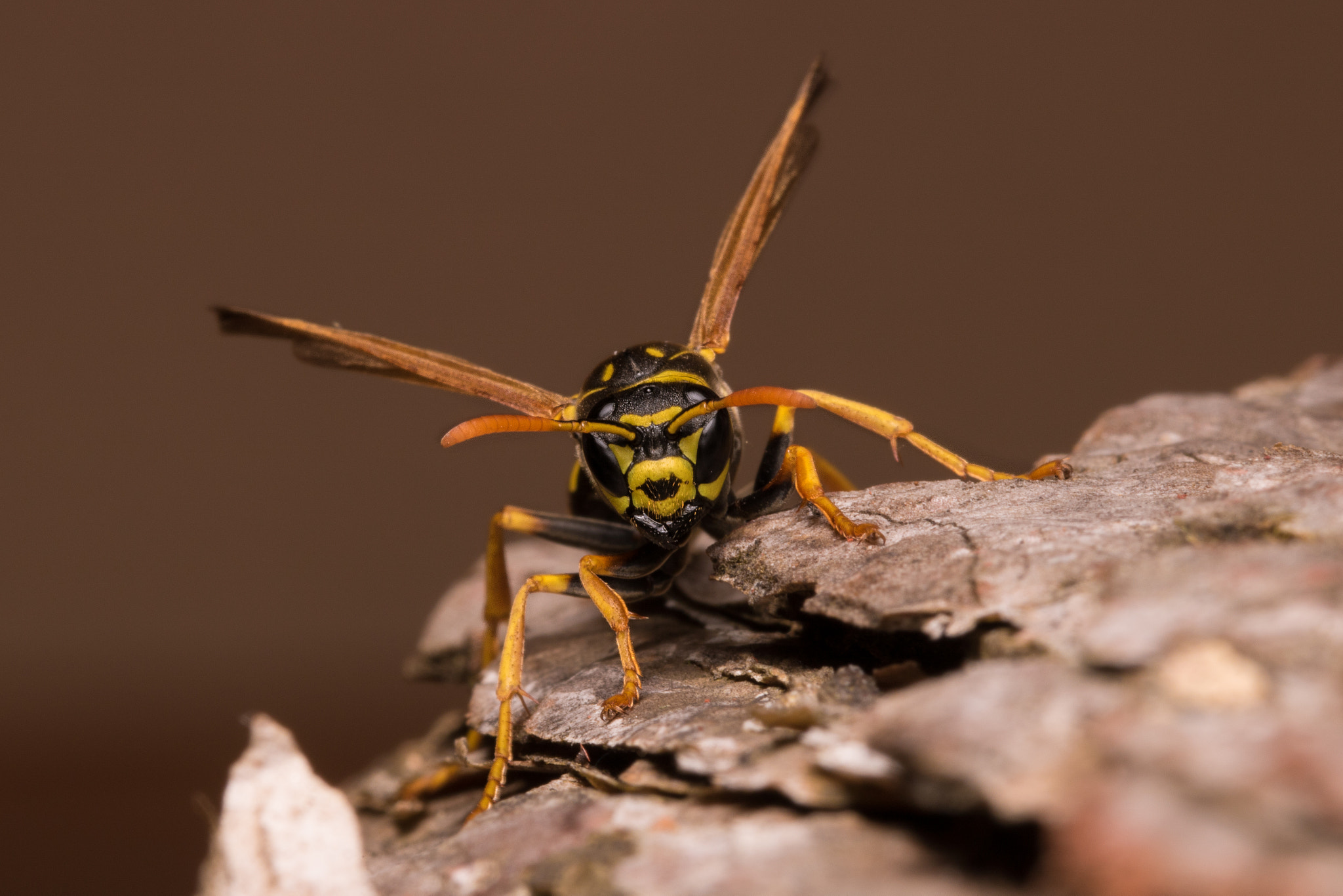 Sigma 105mm F2.8 EX DG OS HSM sample photo. Welcome in 2016! photography