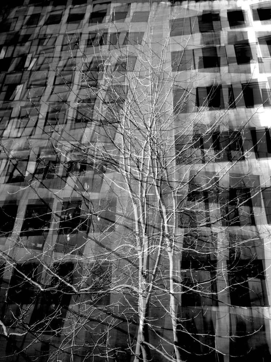 Panasonic Lumix DMC-GF3 + Panasonic Lumix G 14mm F2.5 ASPH sample photo. Three trees photography