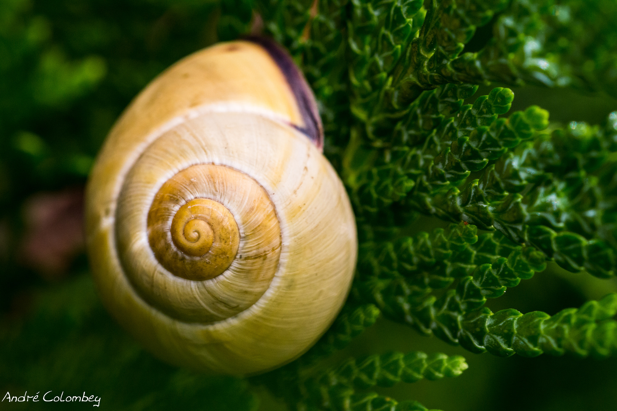 Sigma 150mm f/2.8 EX DG OS HSM APO Macro sample photo. Hypnosis photography