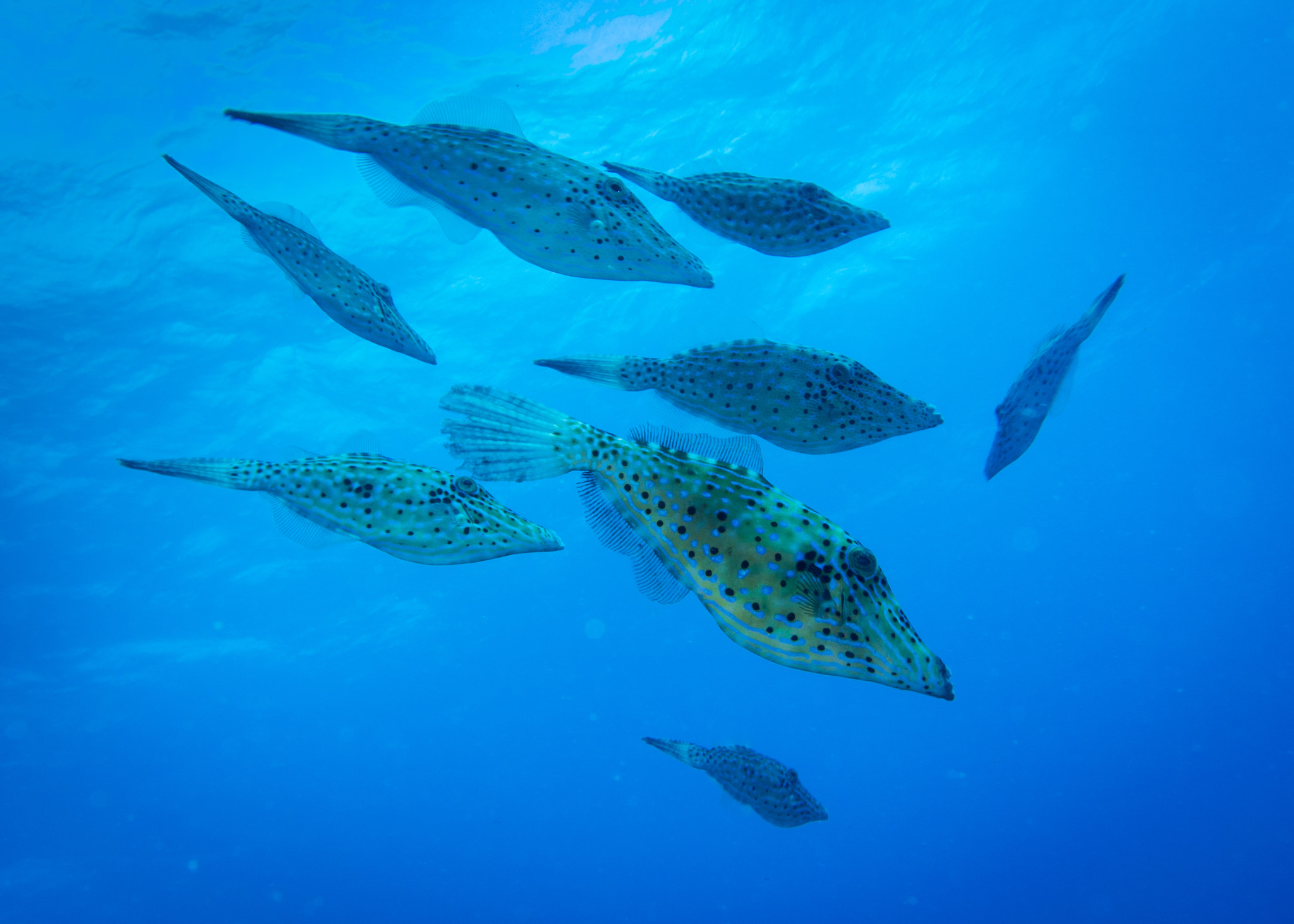 Nikon 1 J4 sample photo. School of scrawled filefish photography