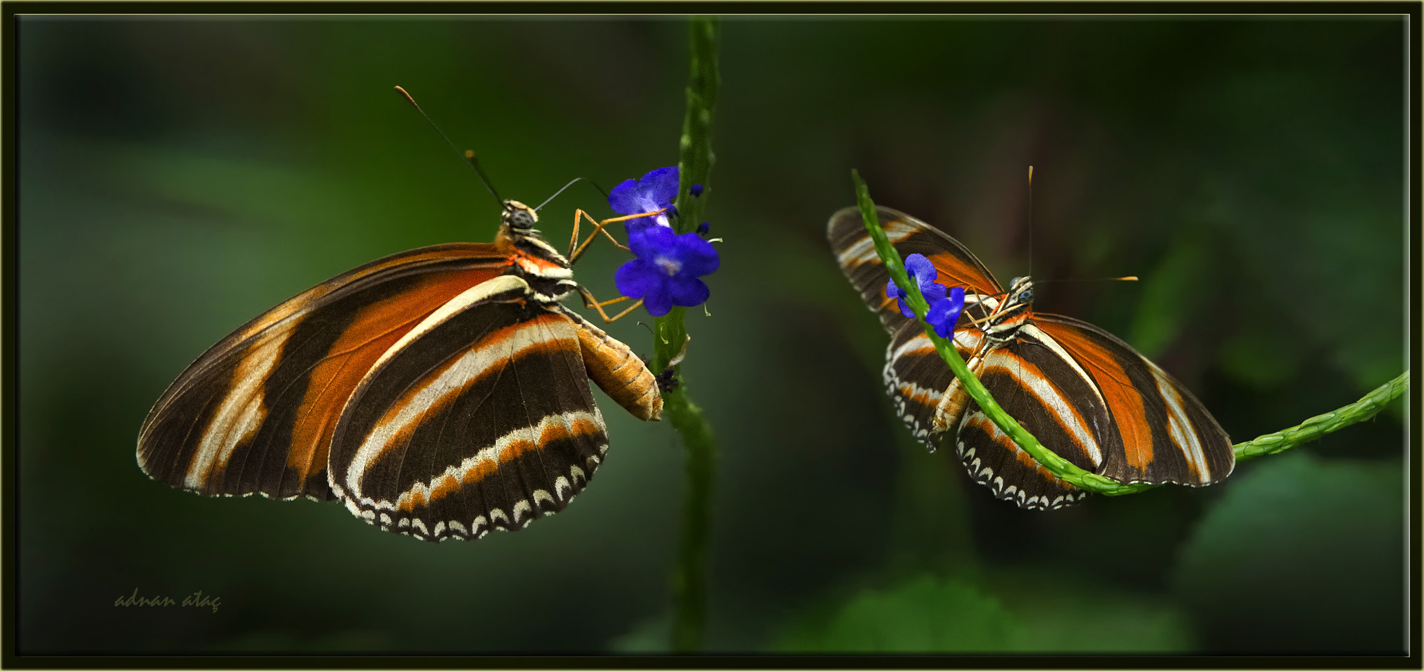 Sigma 50-500mm F4.5-6.3 DG OS HSM sample photo. Dryadula phaetusa - banded orange heliconians photography