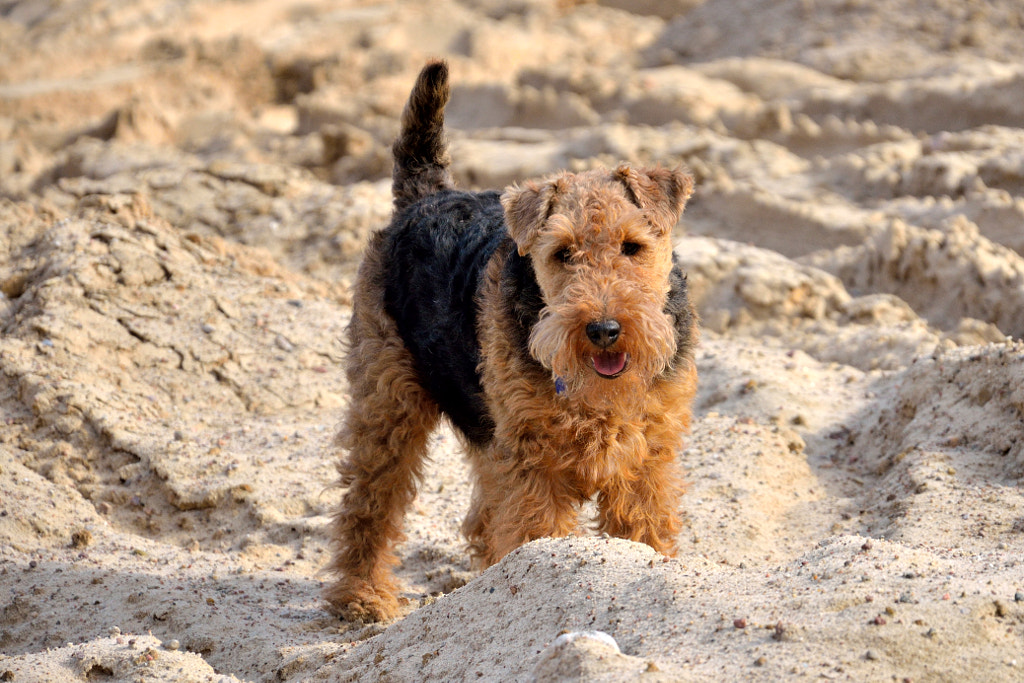 welsh terrier puppies  - Top 20 Most Cutest Dog Breeds in the World | Most Adorable Dogs and Puppiesm