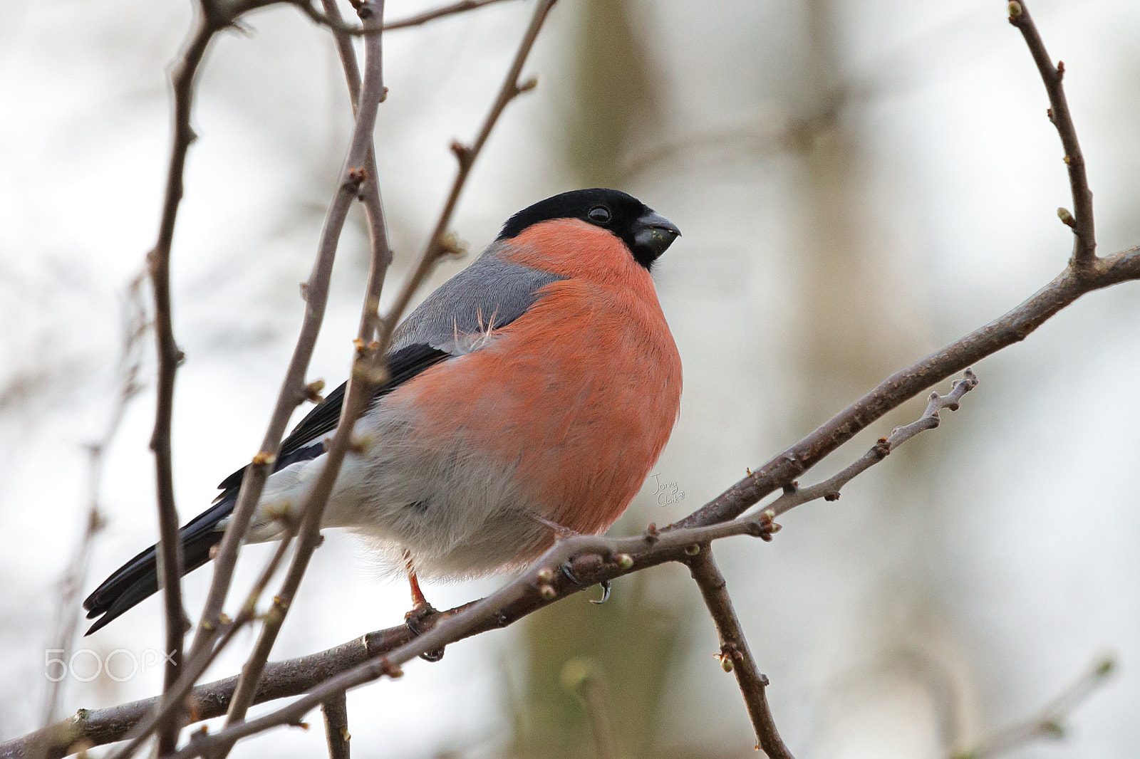 Canon EF 100-400mm F4.5-5.6L IS USM sample photo. A bit of bully photography