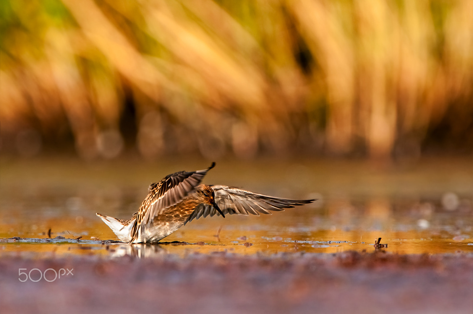 Nikon D300S + Nikon AF-S Nikkor 600mm F4G ED VR sample photo. Ruff (philomachus pugnax) photography