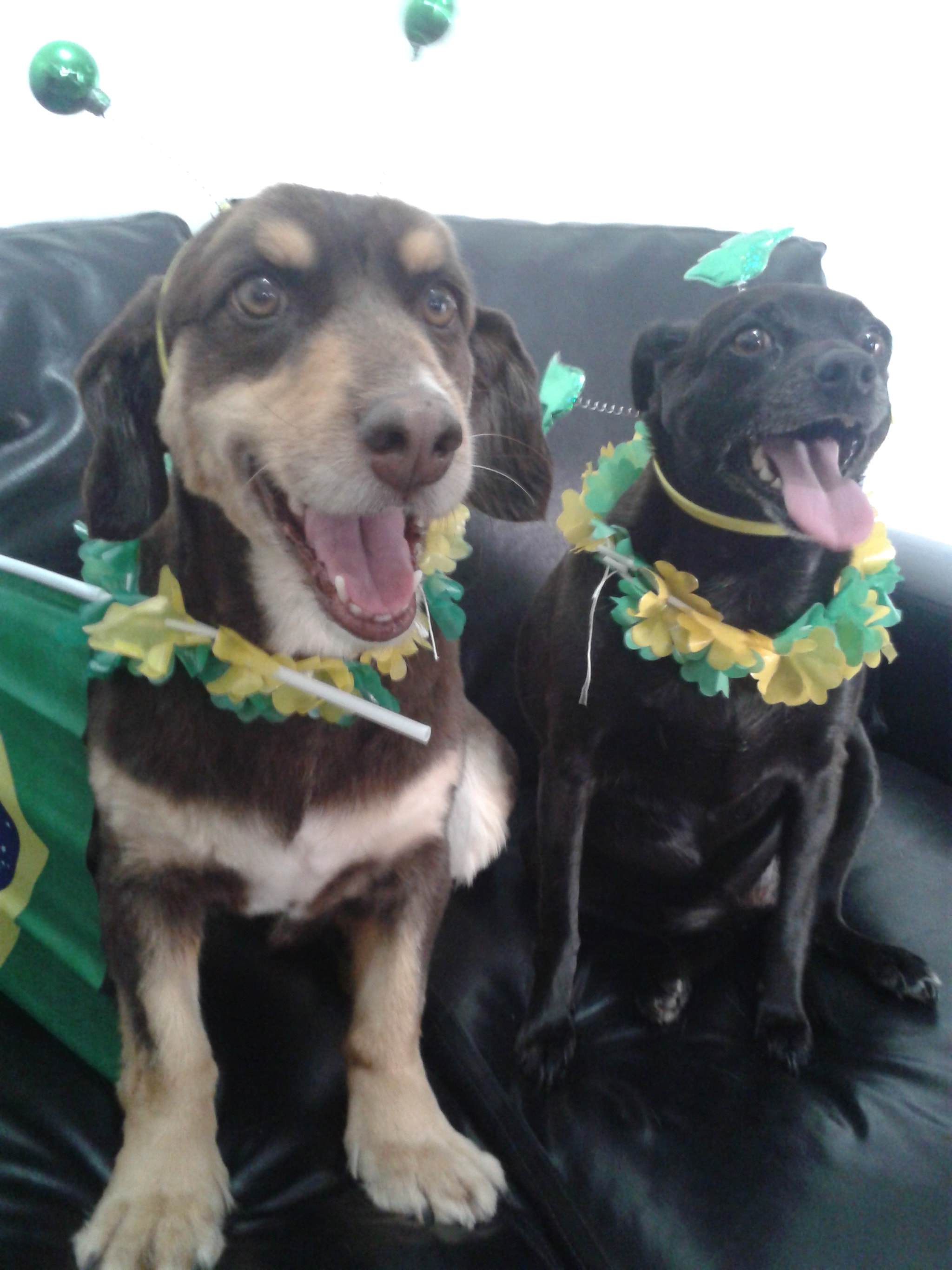 Samsung Galaxy S DUOS sample photo. Dogs photography