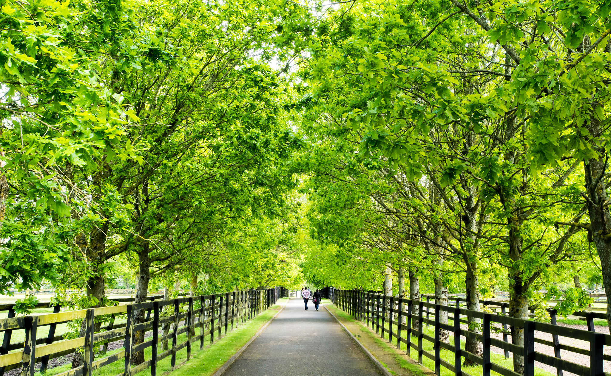 Olympus Zuiko Digital ED 12-60mm F2.8-4.0 SWD sample photo. National stud kildare photography