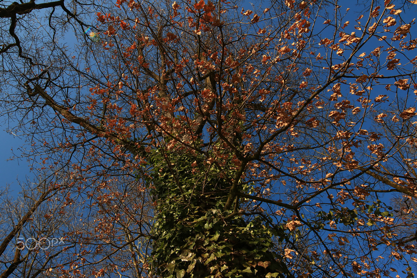 Canon EOS 750D (EOS Rebel T6i / EOS Kiss X8i) + Canon EF 300mm f/2.8L sample photo. The tree photography