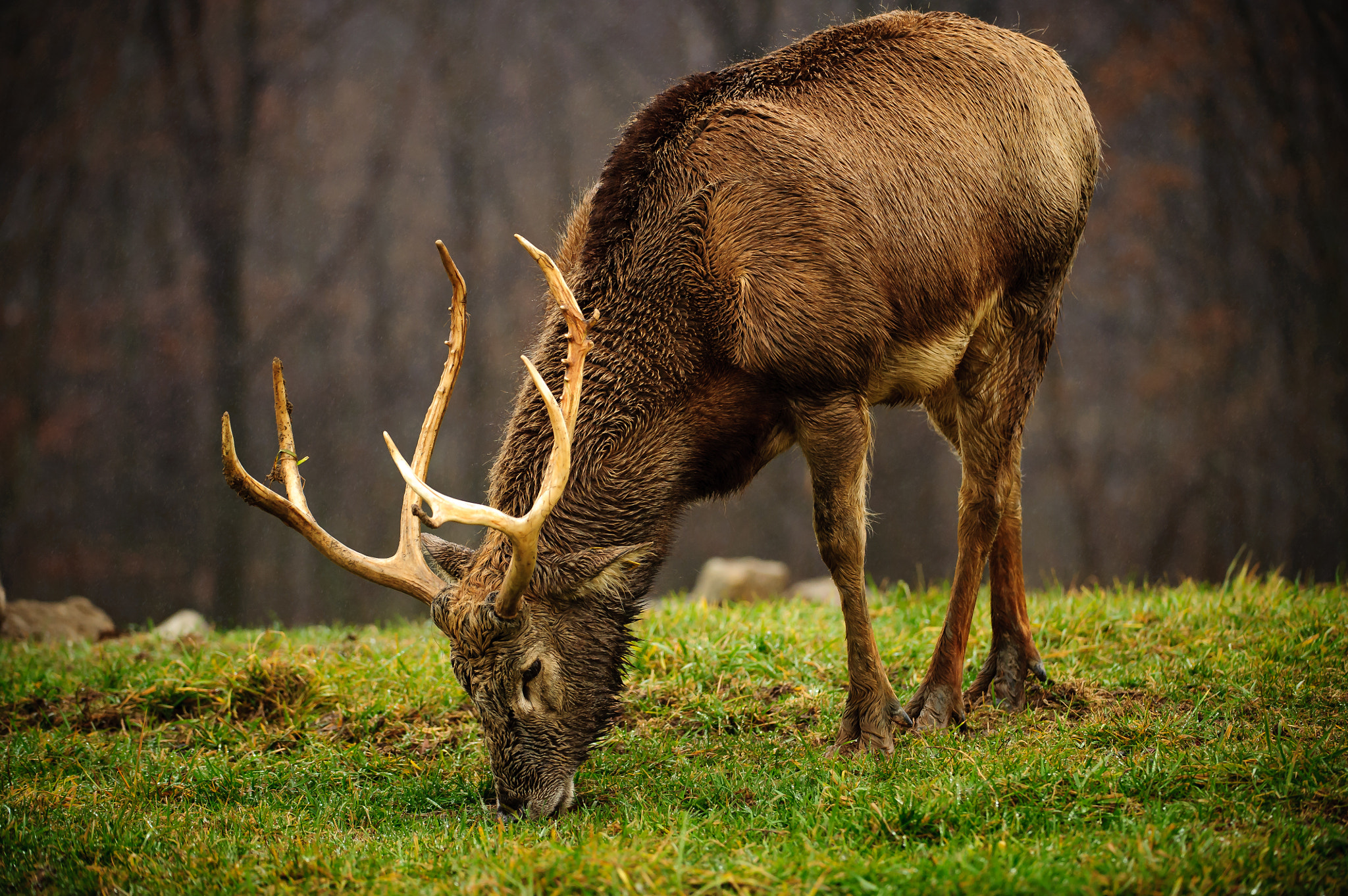 Nikon AF-S Nikkor 200-400mm F4G ED-IF VR sample photo. Pere david's deer photography